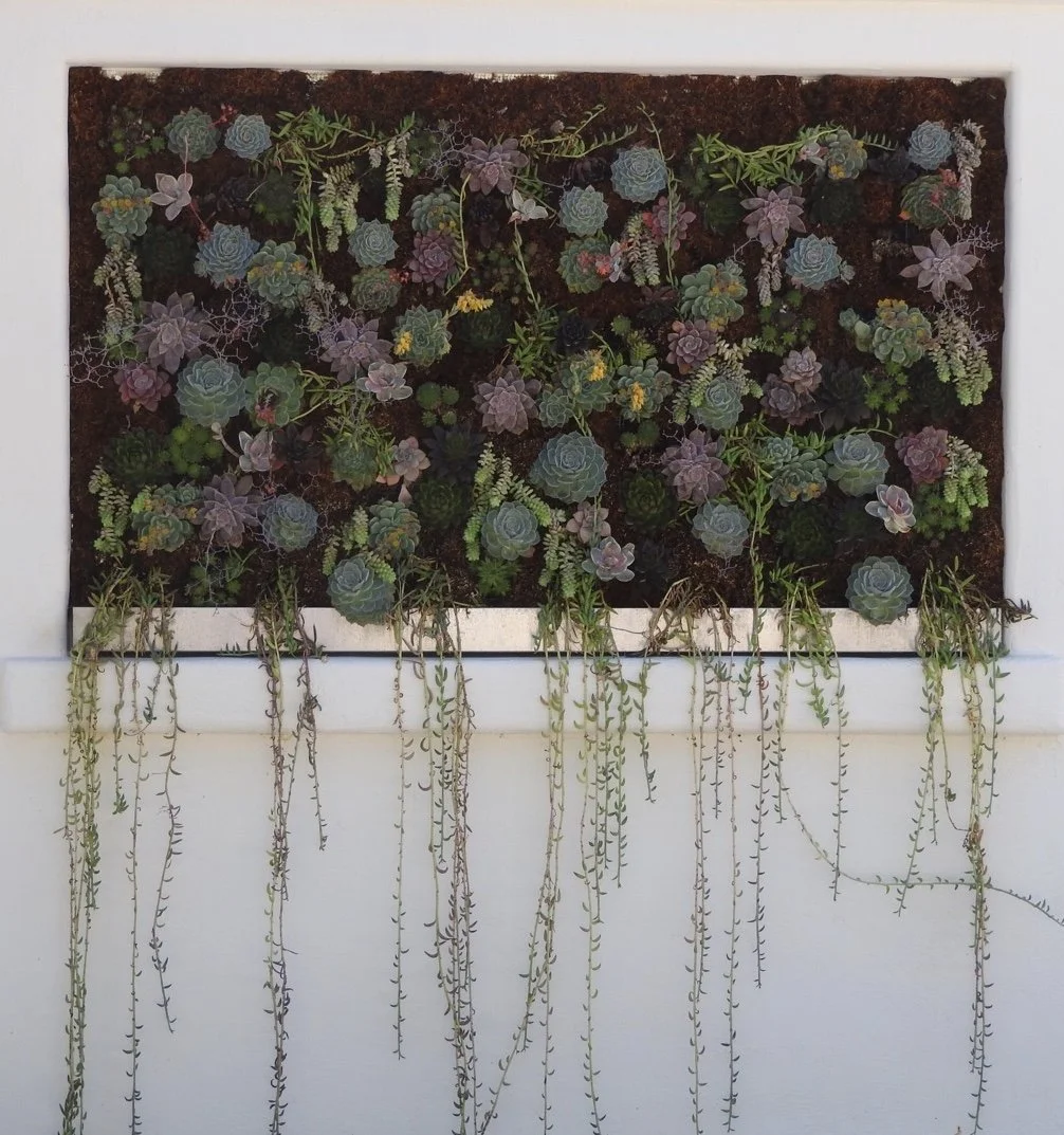 A framed green wall art with cascading succulent plants and trailing vines on a white wall.