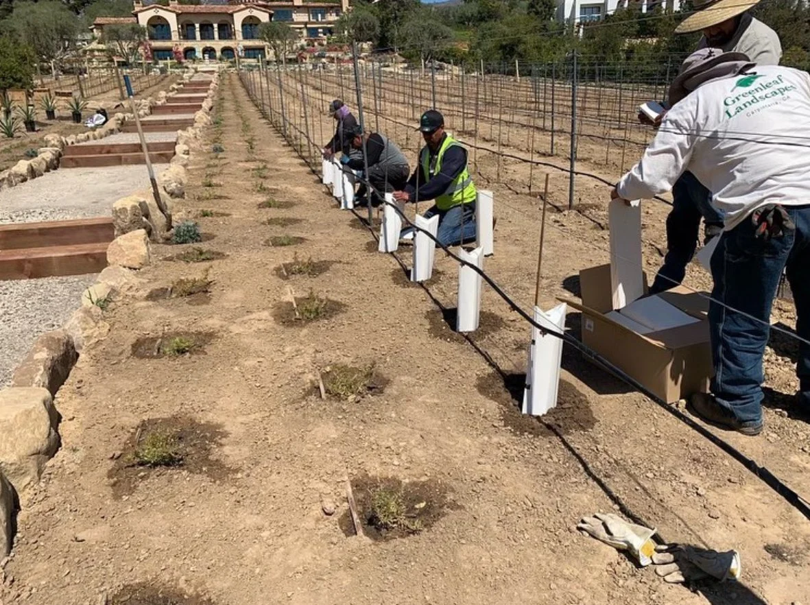 People planting small plants or shrubs in a garden bed with white protective post covers and drip irrigation. They are working along a wire to mark the planting area.