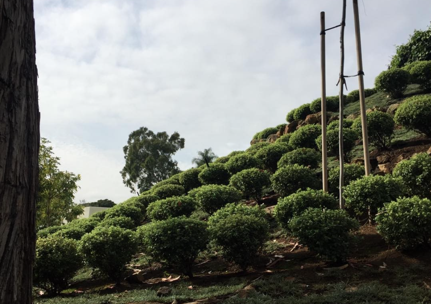 Hillside restoration, slope restoration, orchard installation.