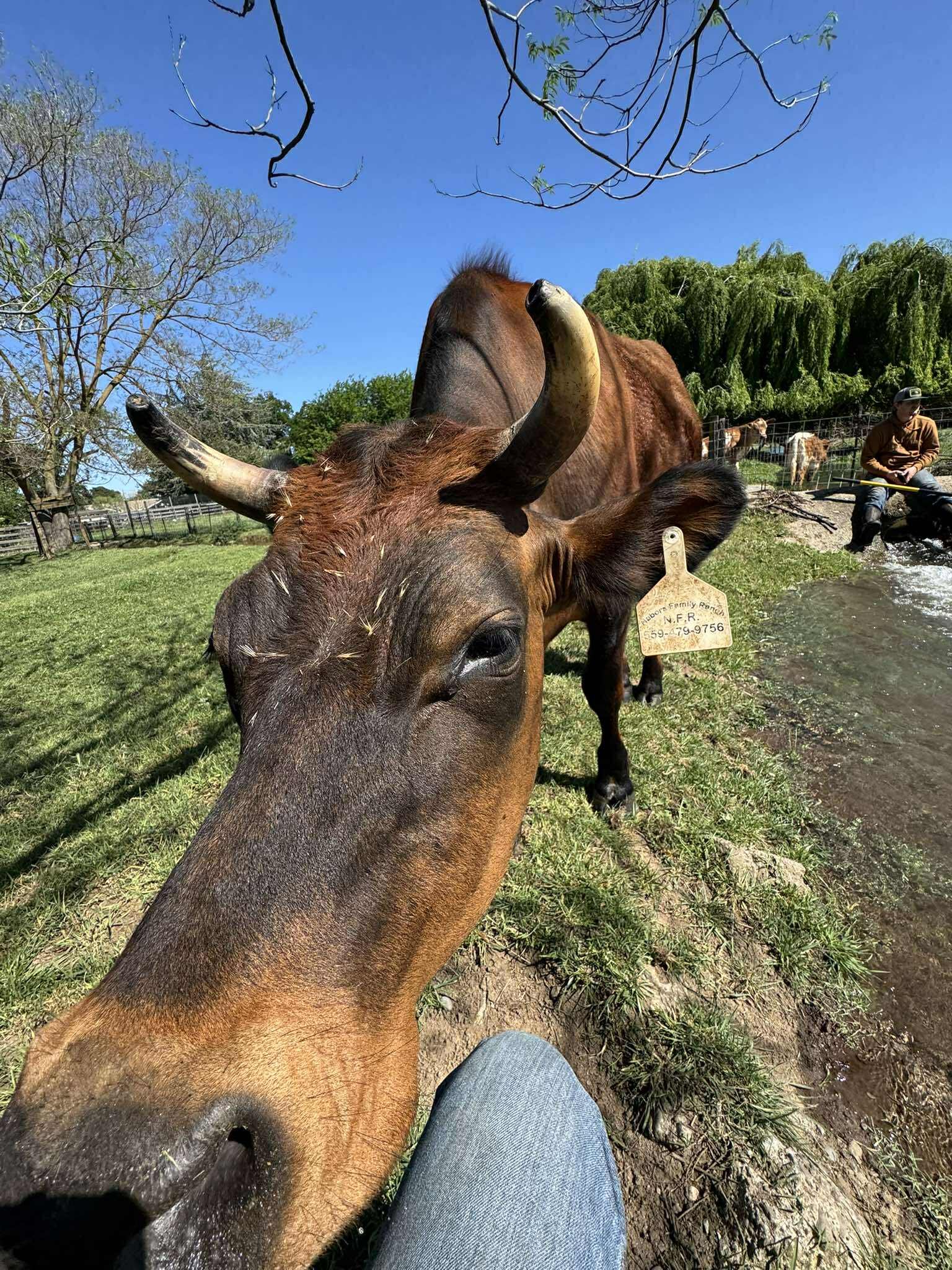 Close up shot of Buddy the steer