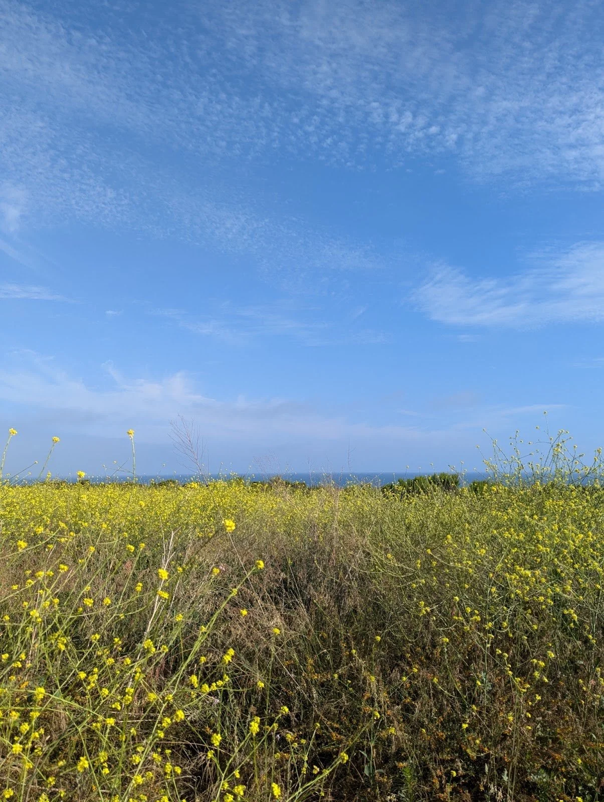 little yellow flowers.jpg