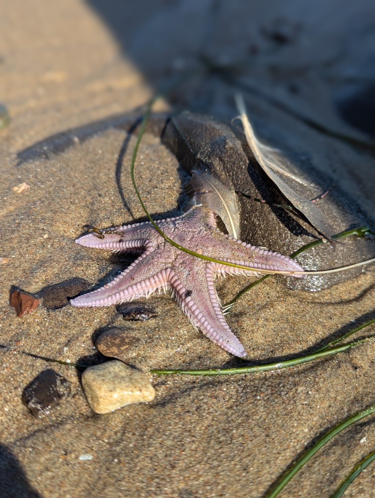 starfish on the beach.jpg