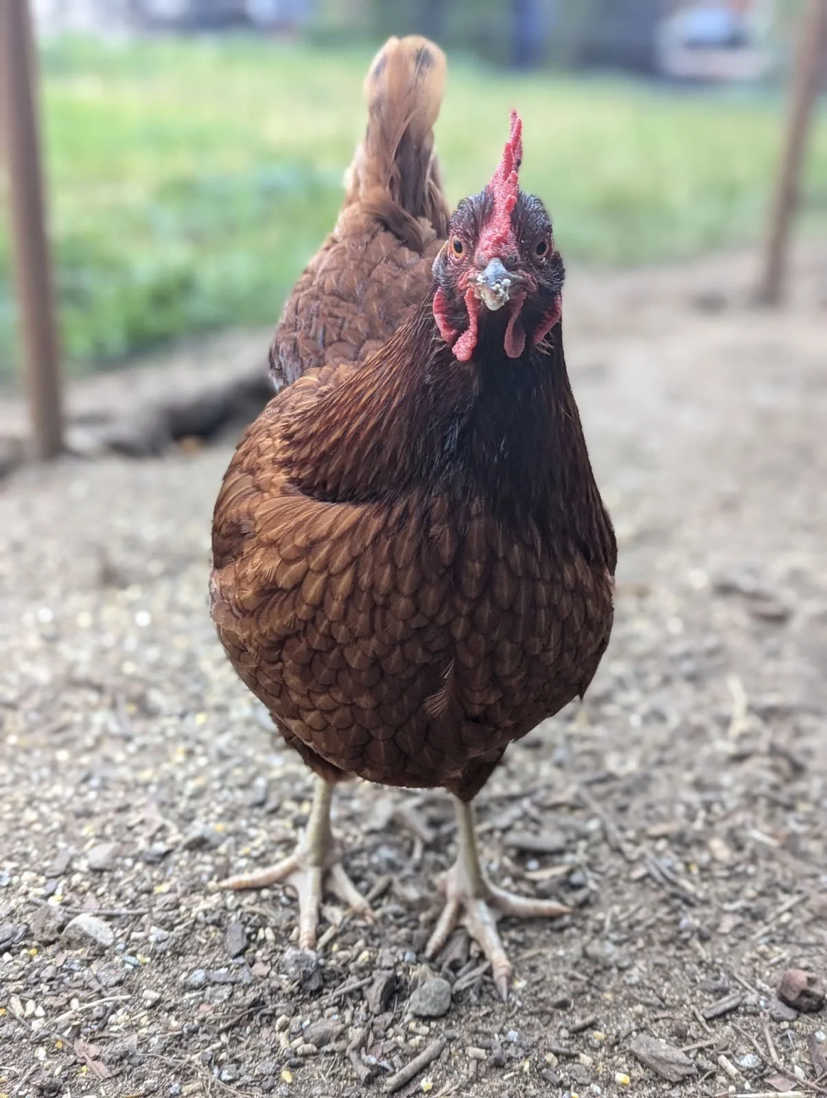 the seeleys raise chickens and children.jpg