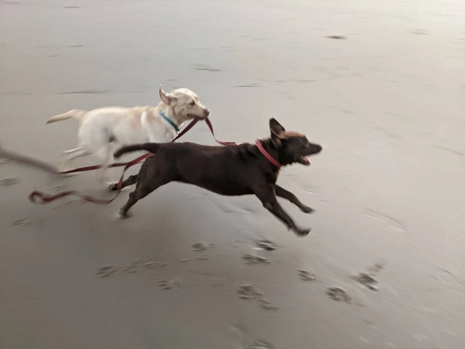 our dogs on the beach.jpg