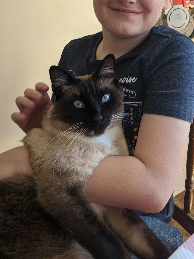 A person holding a Siamese cat with bright blue eyes, sitting on their lap. The person is wearing a dark gray T-shirt and smiling slightly. The background shows a wall and part of a kitchen or dining area.