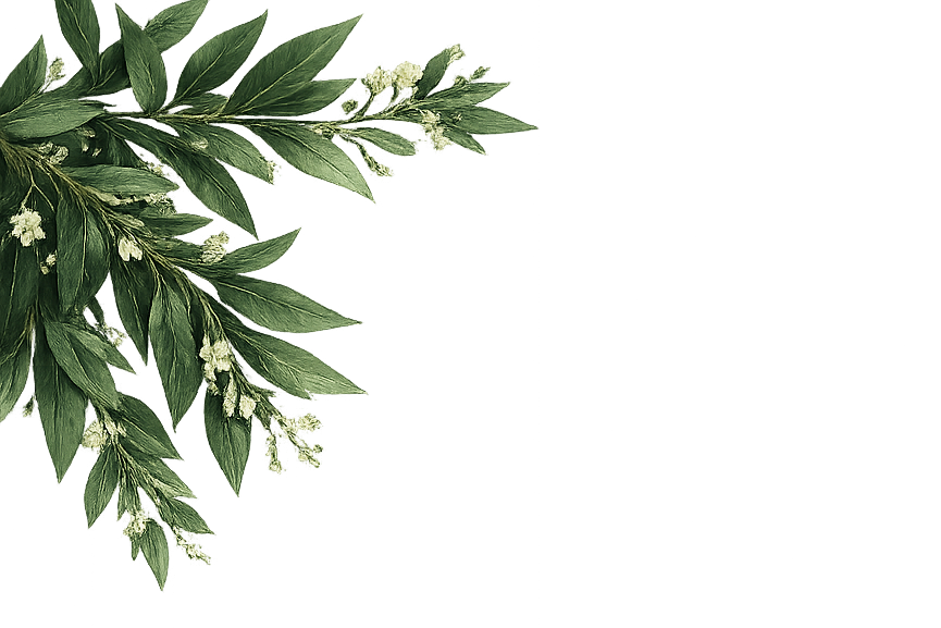 Green leafy plant with small white flowers arranged on the left side of a black background.