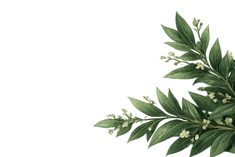 Green leafy plant with small white flowers on a black background.