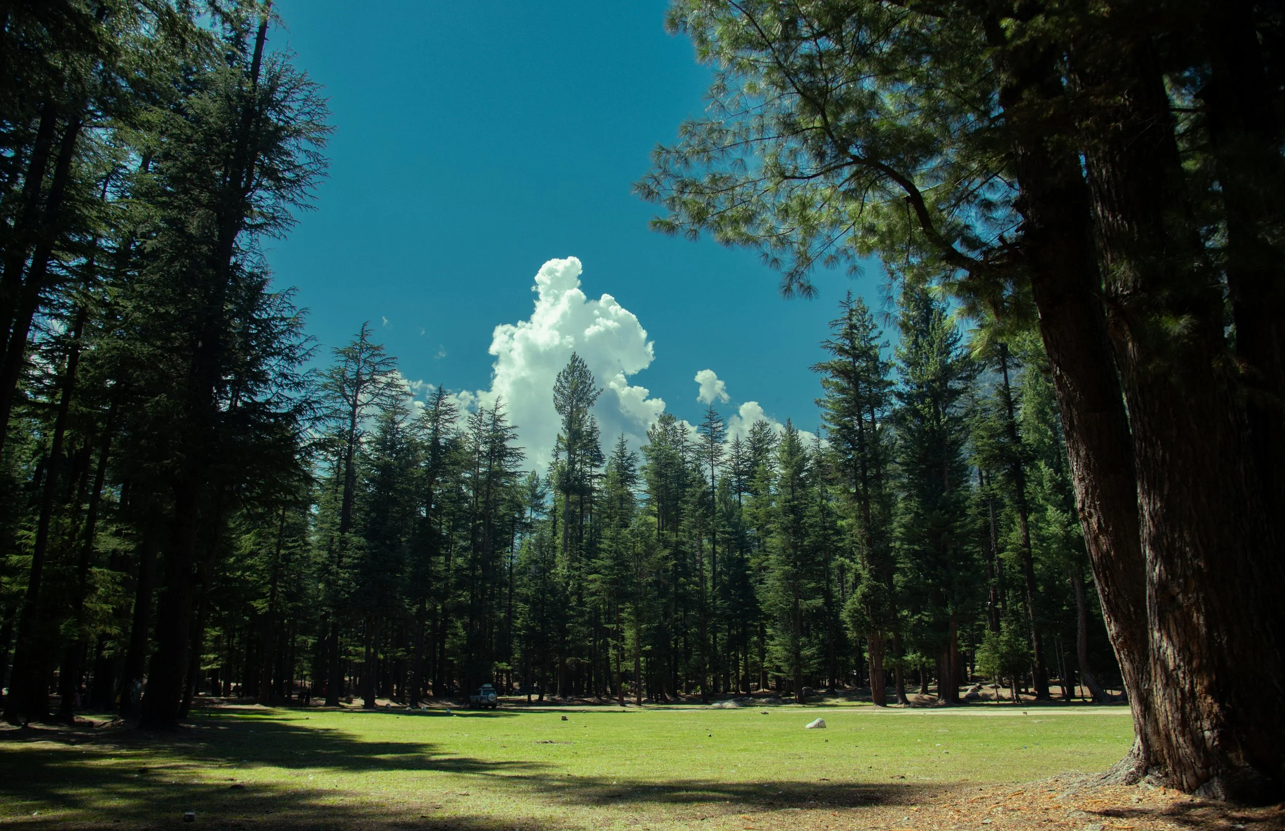 A green field surrounded by trees and blue sky.  In the center it says "Roots Removed. Land Ready."