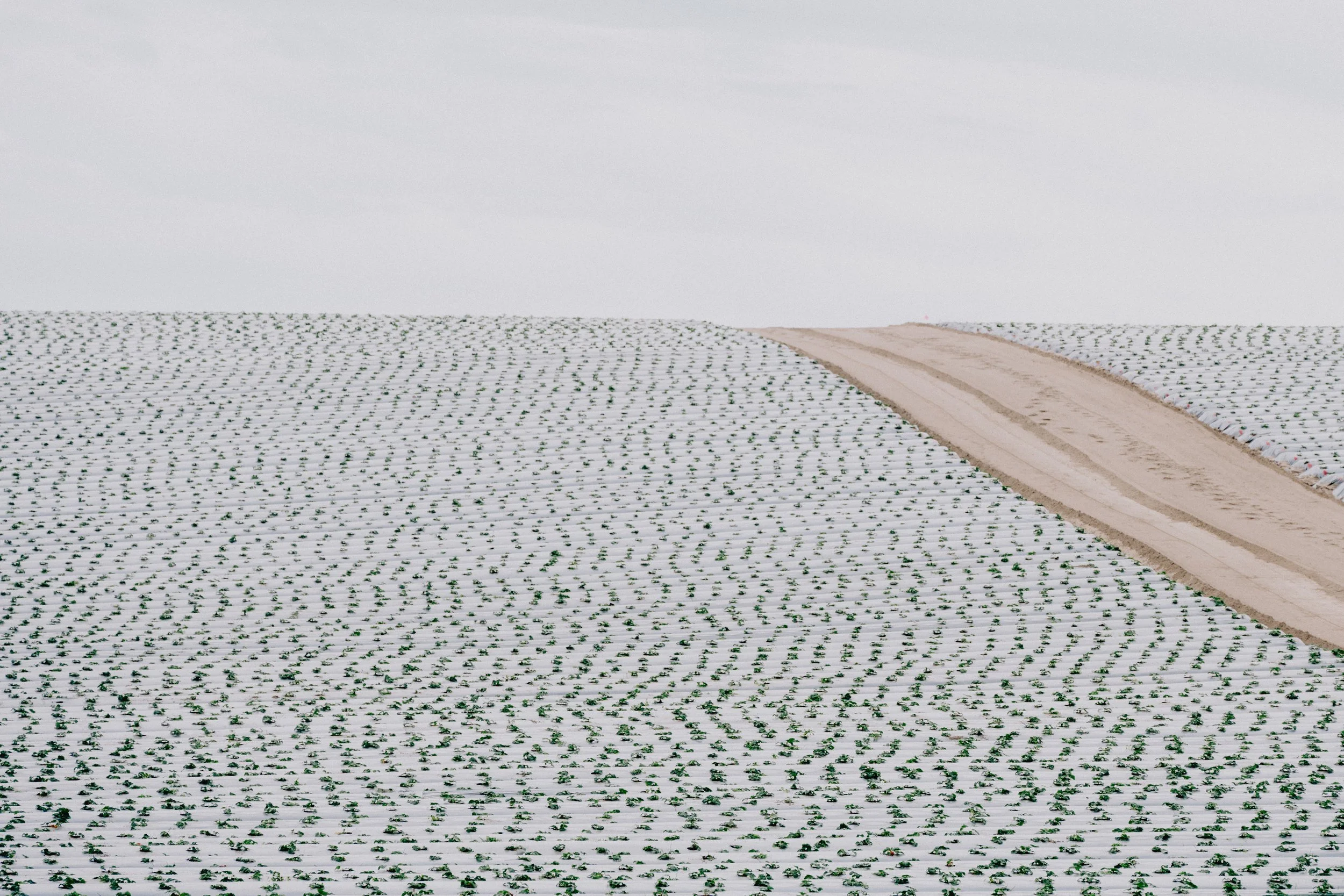 MossLanding (7 of 7).jpg