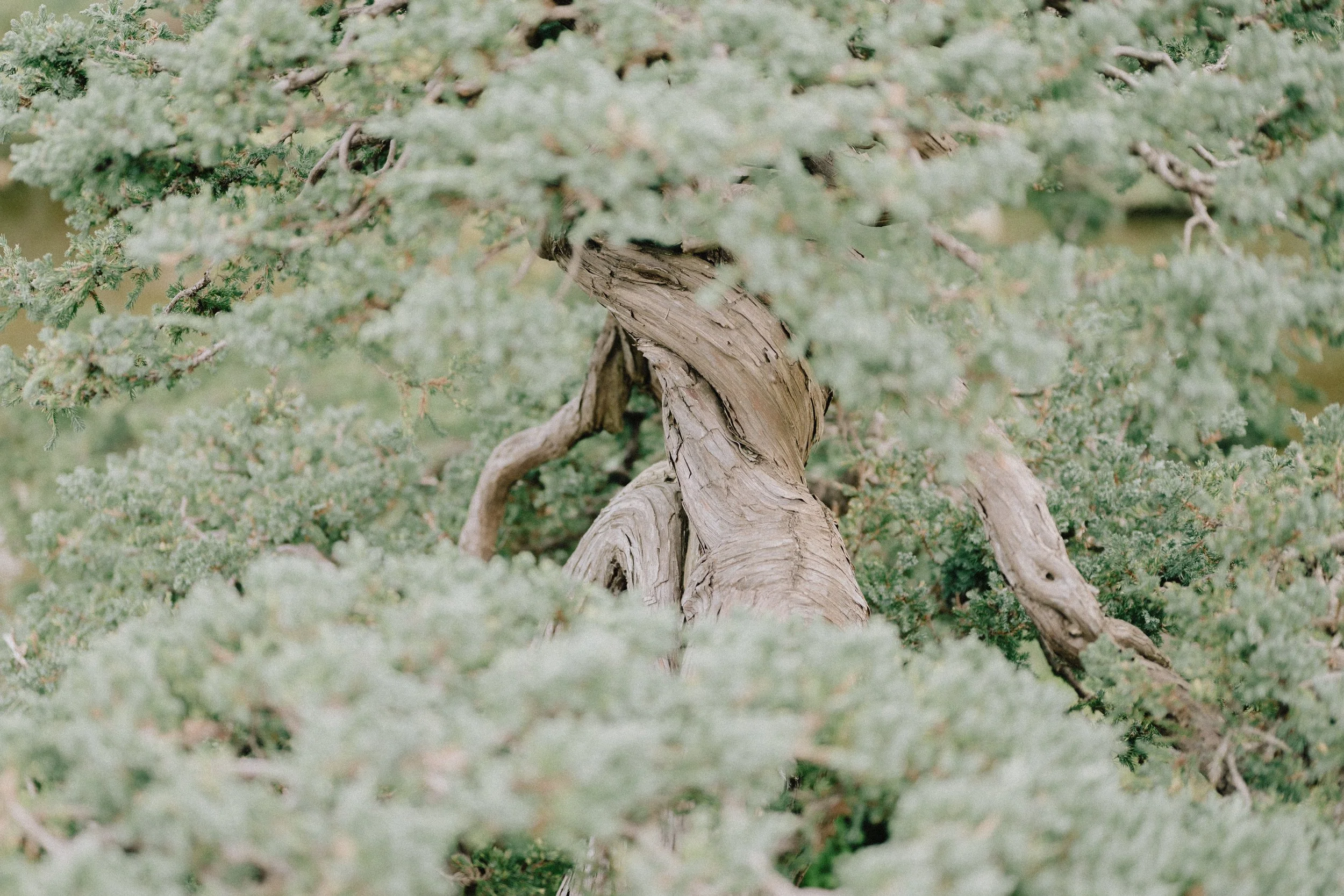 NASAlameda (1 of 2).jpg