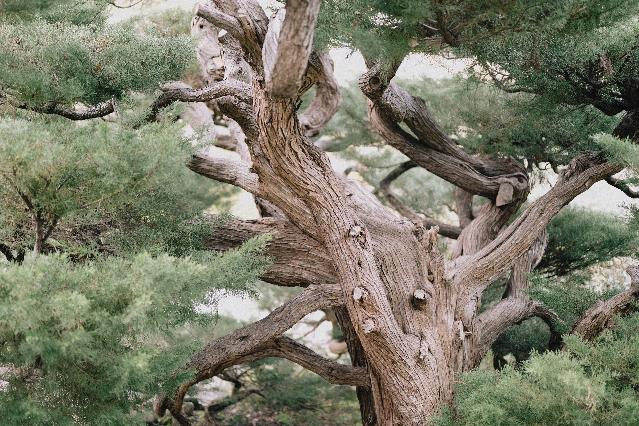 LocalWeather (1 of 1).jpg