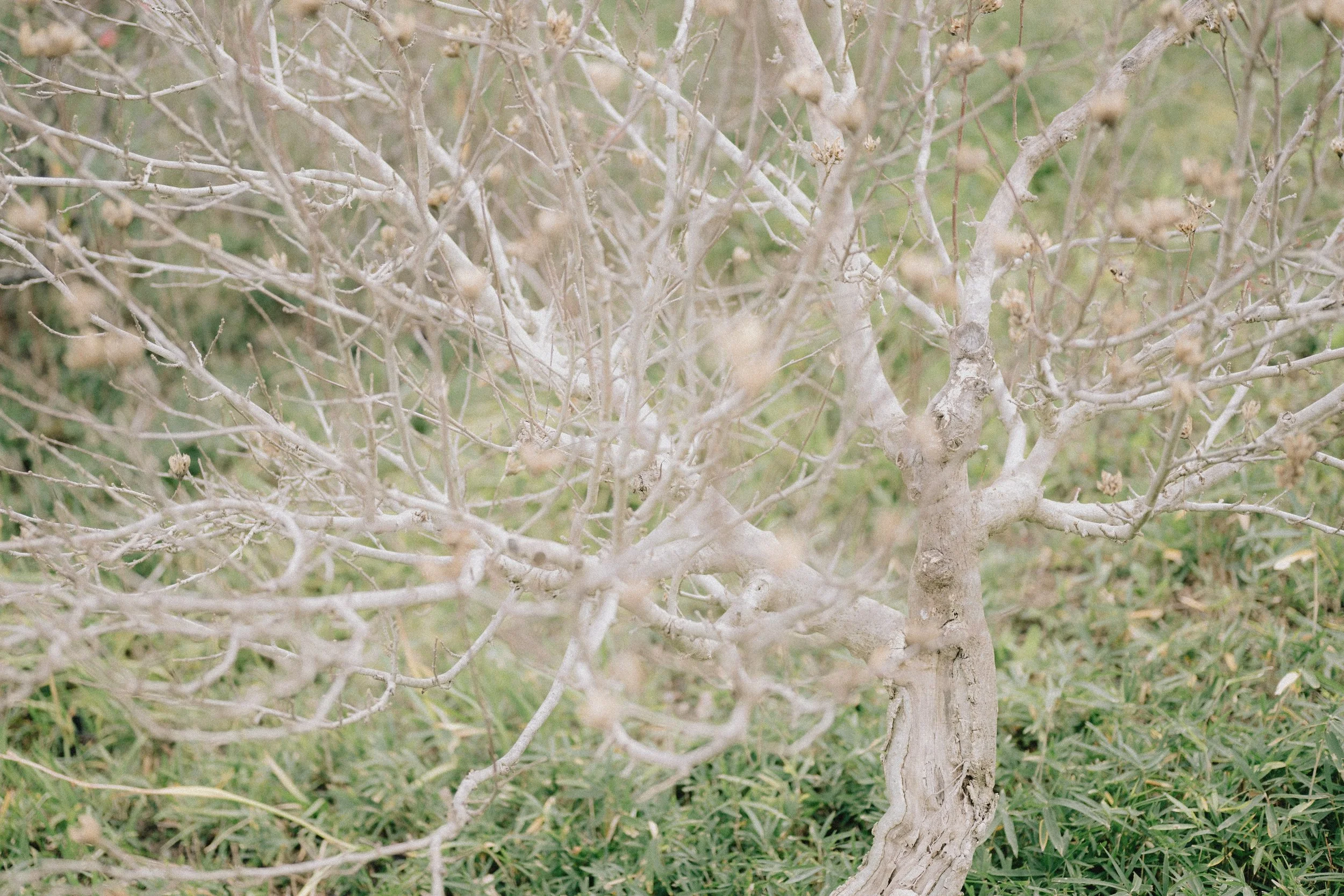 NASAlameda (2 of 2).jpg