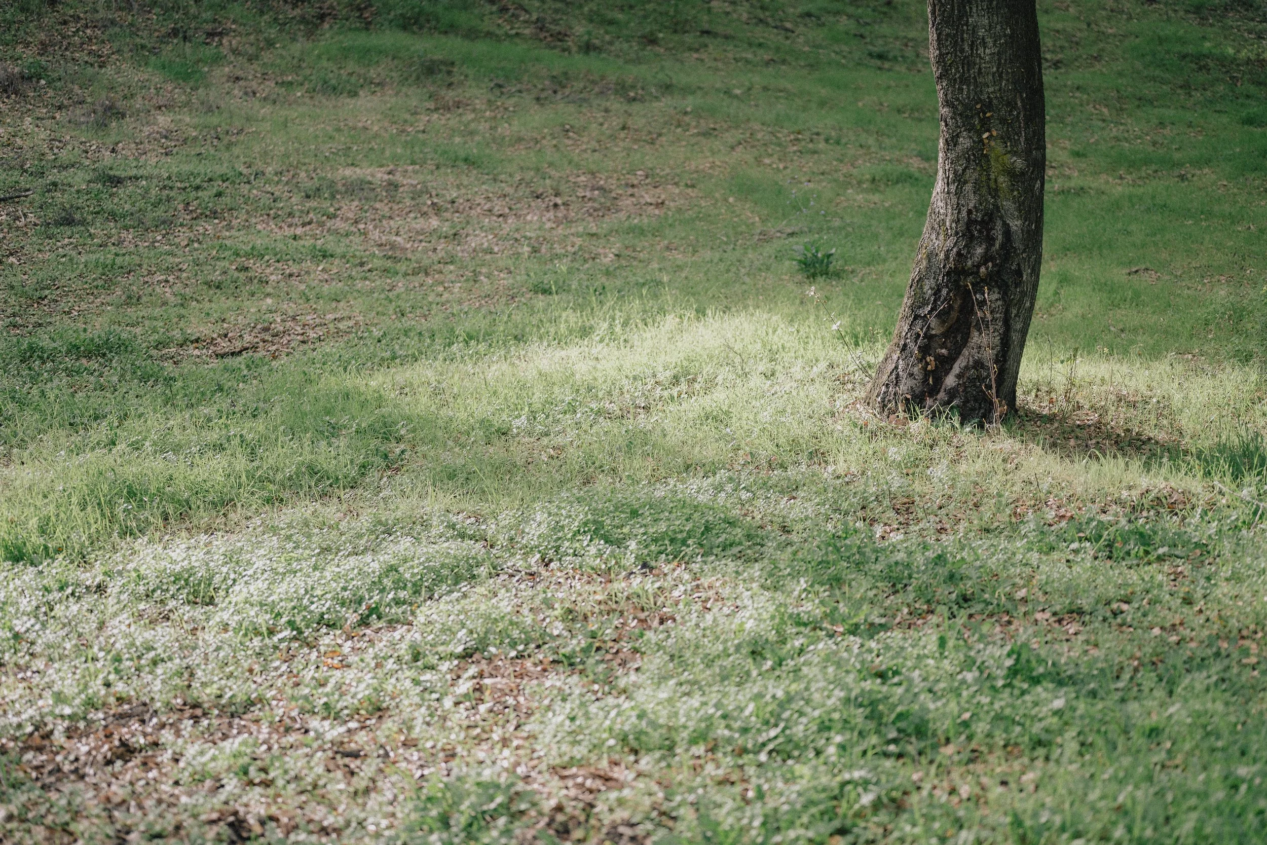 TreePeople (7 of 7).jpg