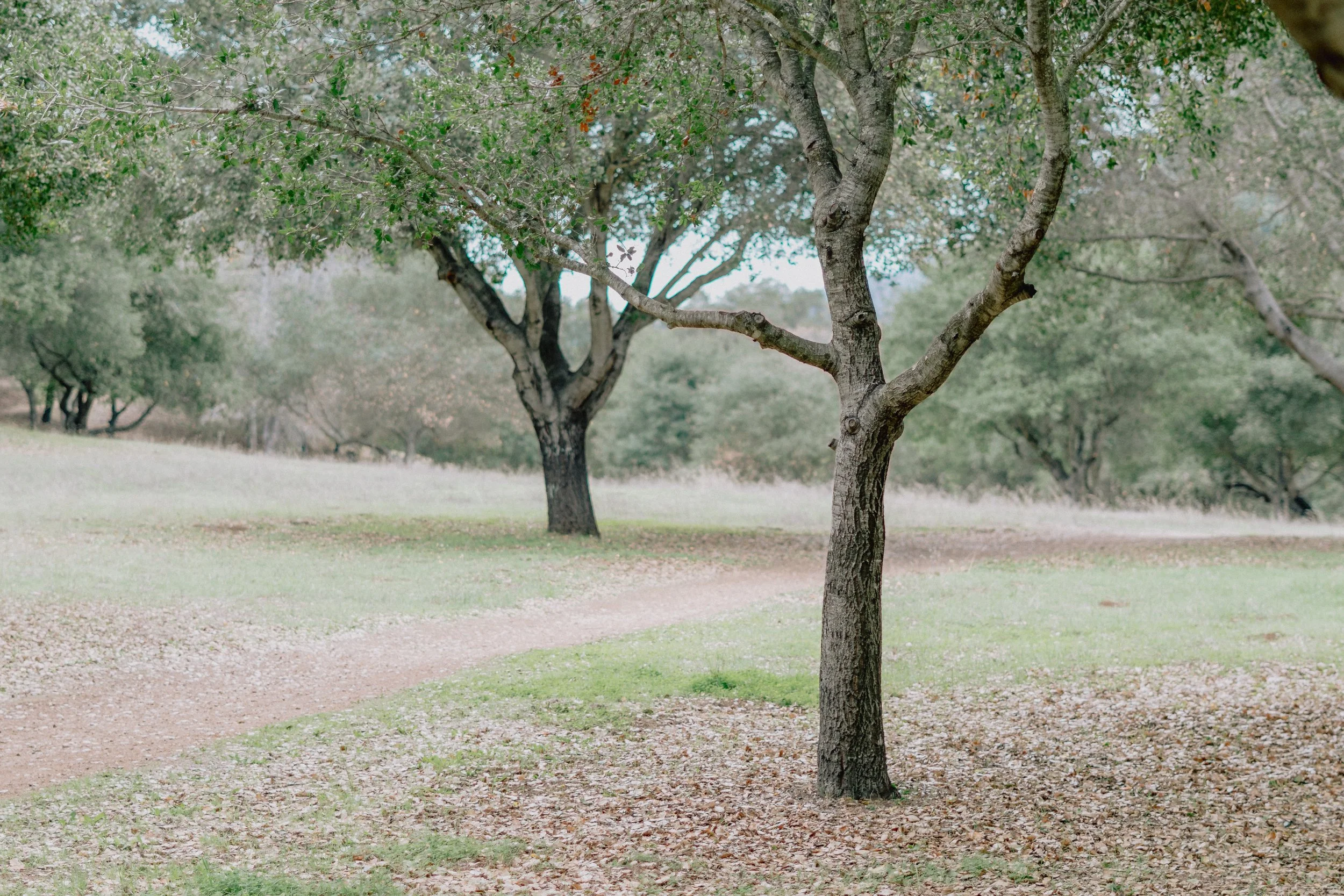 TreePeople (2 of 7).jpg