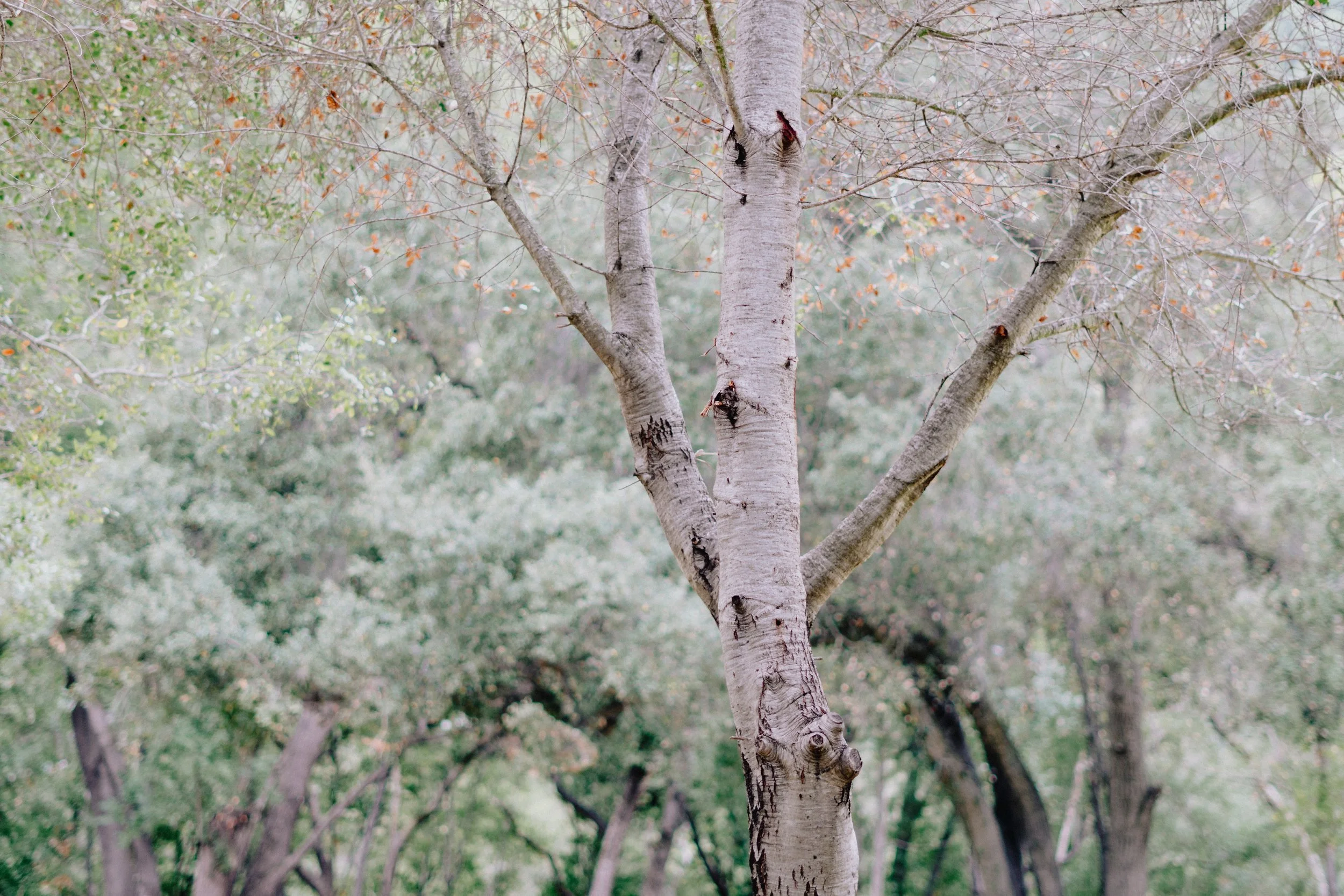 TreePeople (3 of 7).jpg