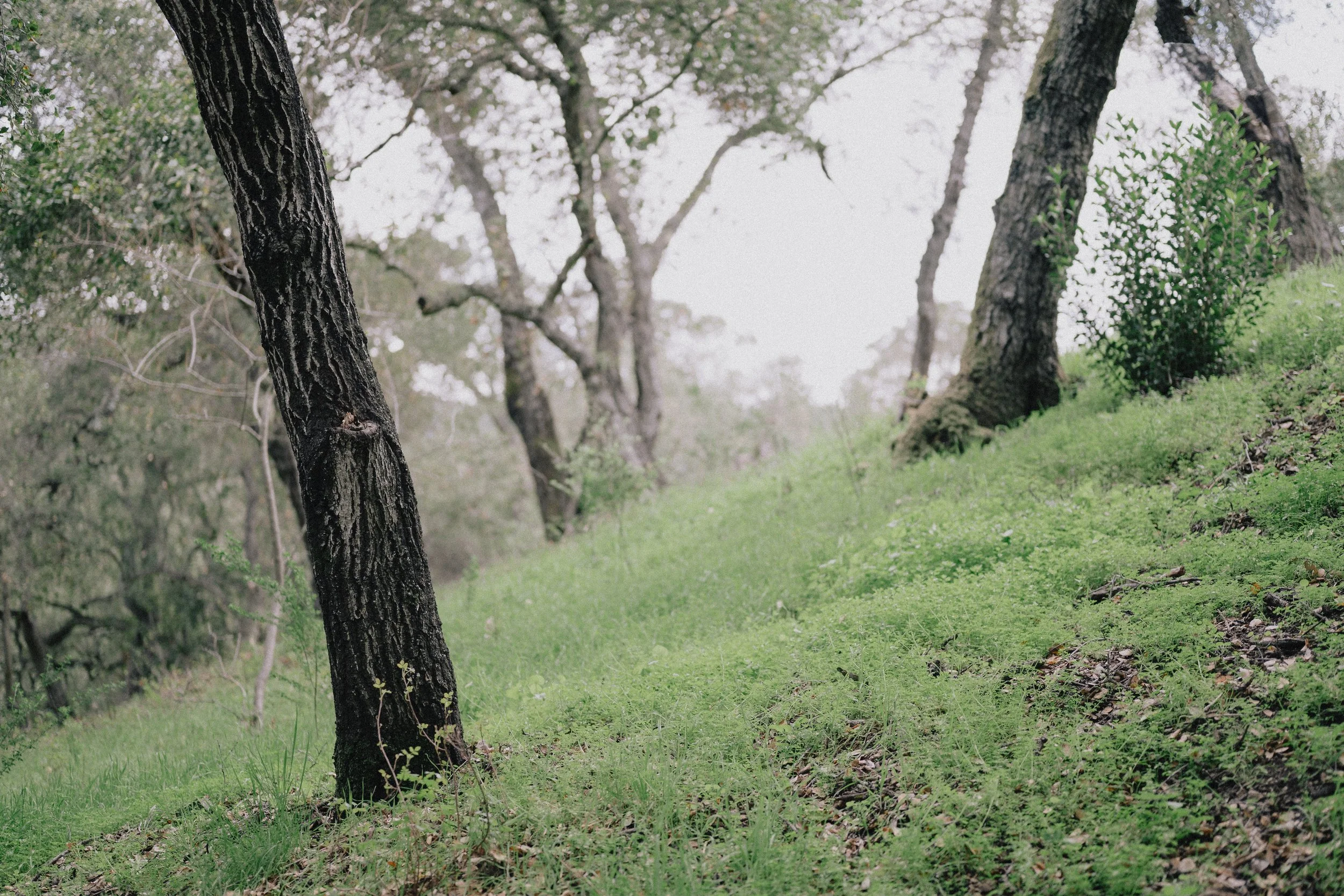 Trees — Samuel Wainwright