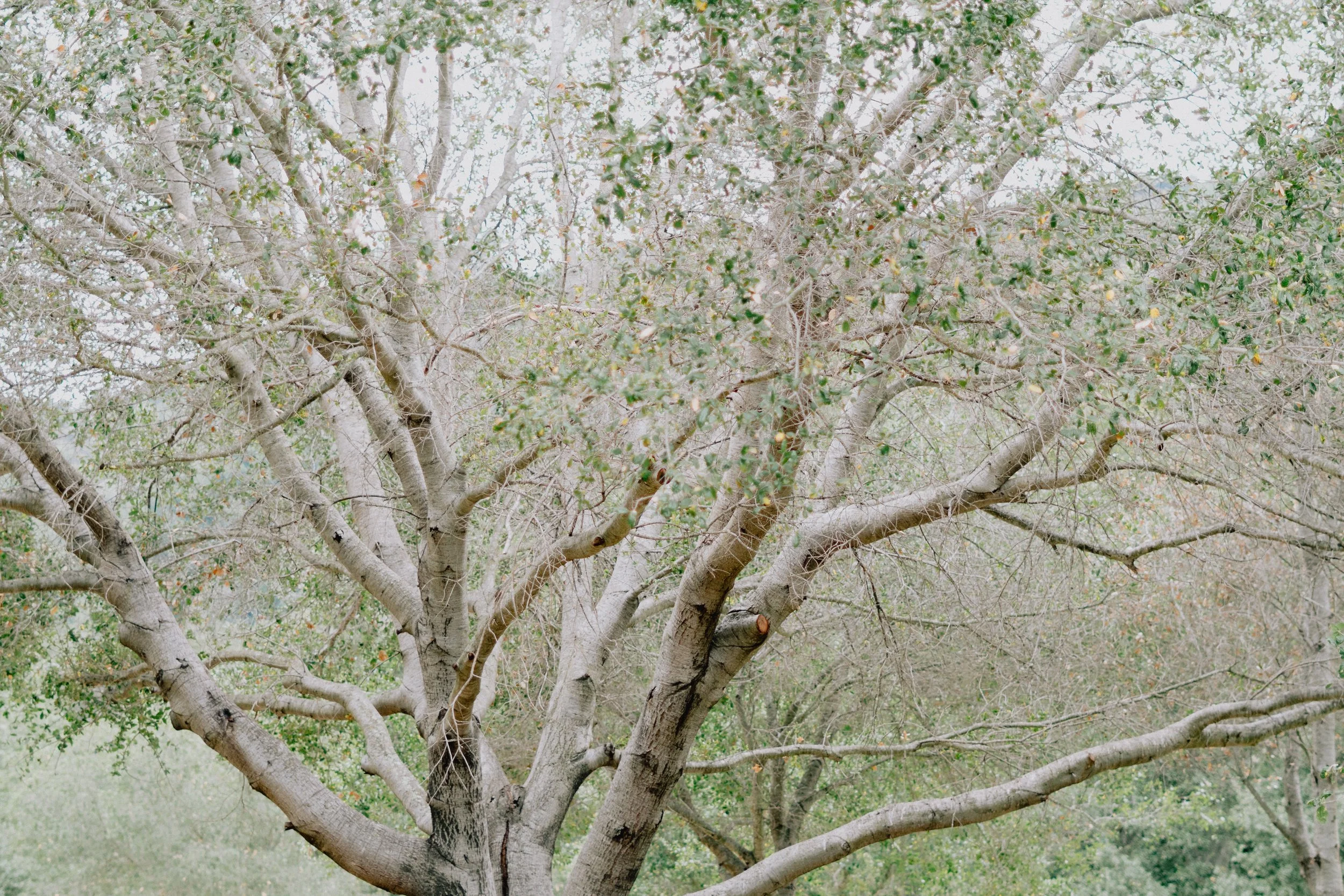 TreePeople (4 of 7).jpg