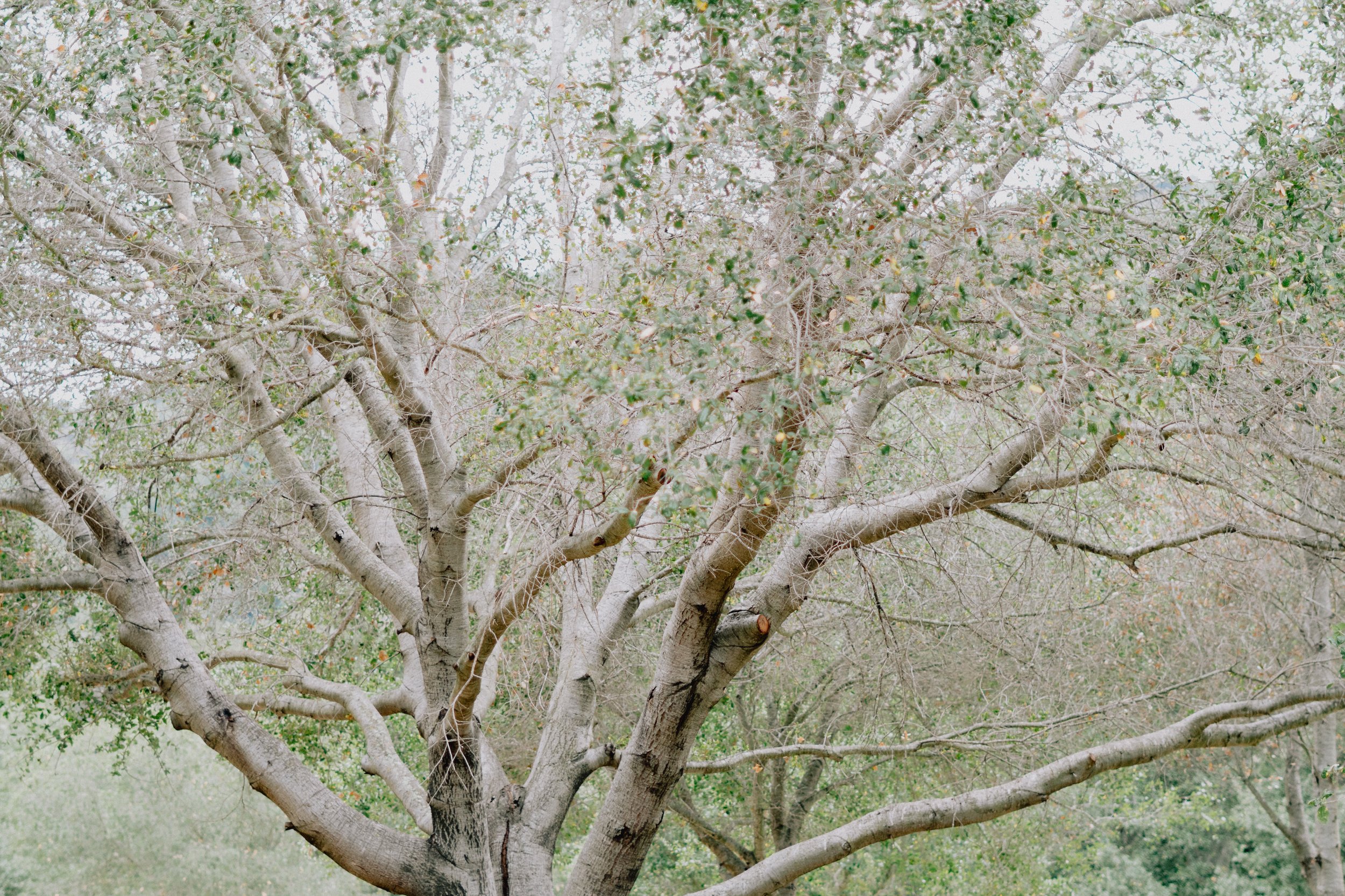 Trees — Samuel Wainwright