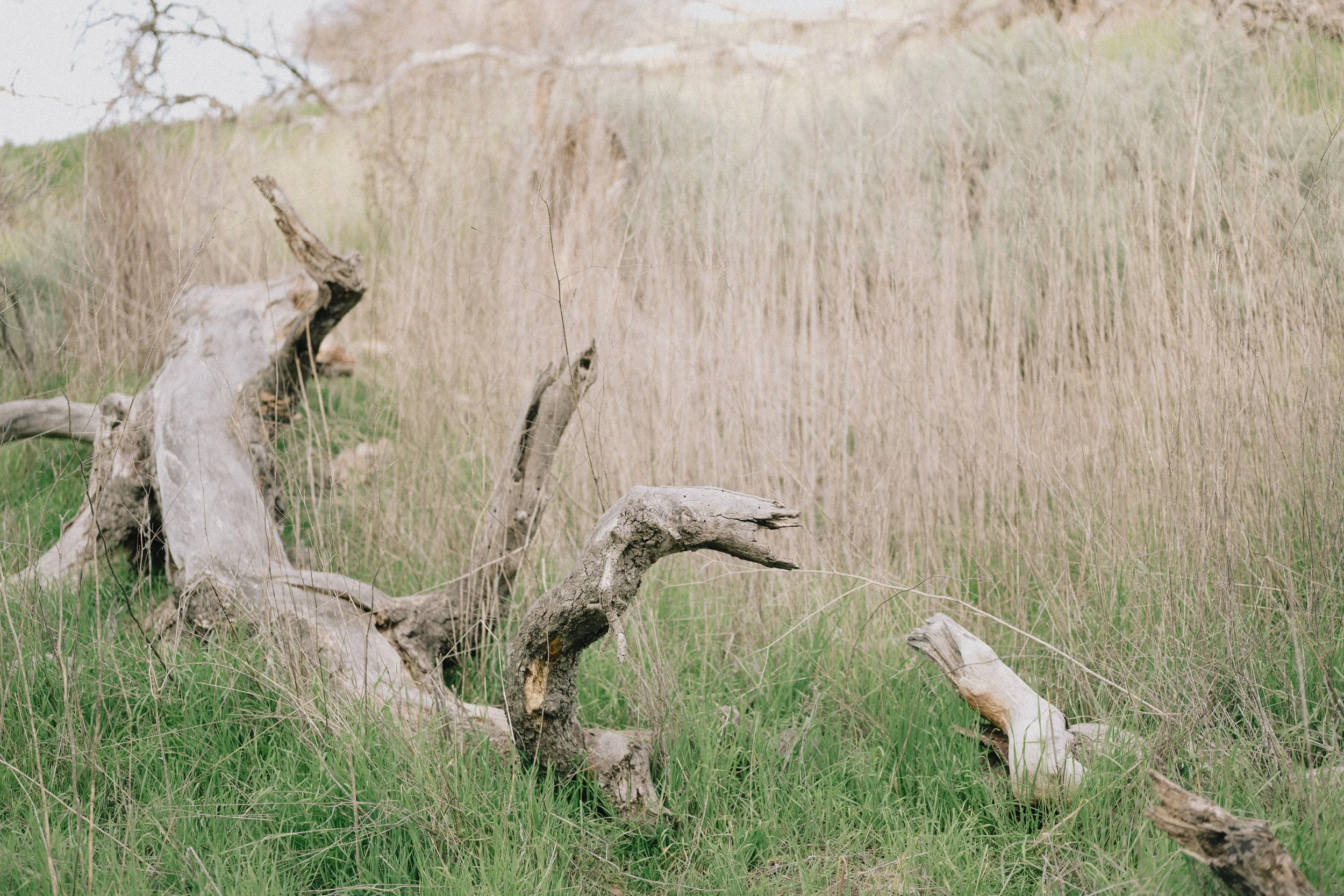Trees — Samuel Wainwright