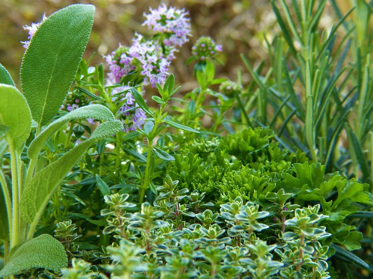 Beginner-friendly medicinal herb garden with multiple healing plants growing in outdoor containers
