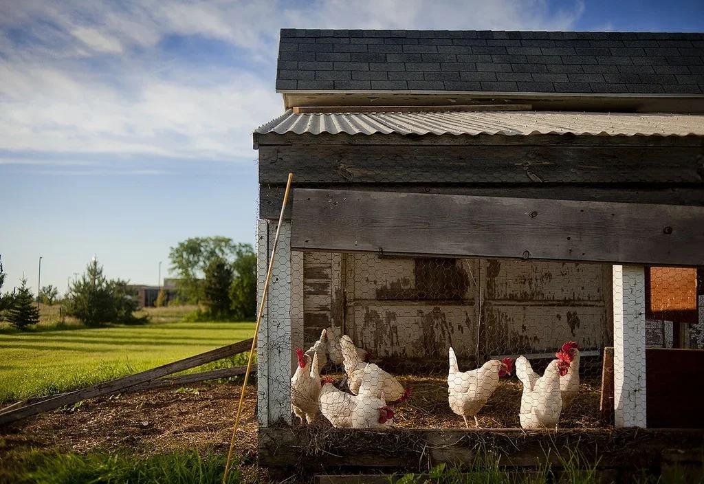 Small DIY chicken coop built on a budget for egg production in a resilient homestead