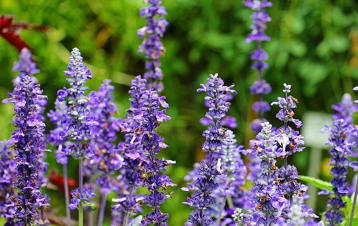 Lavender plant blooming in a backyard medicinal herb garden known for stress relief and calming properties