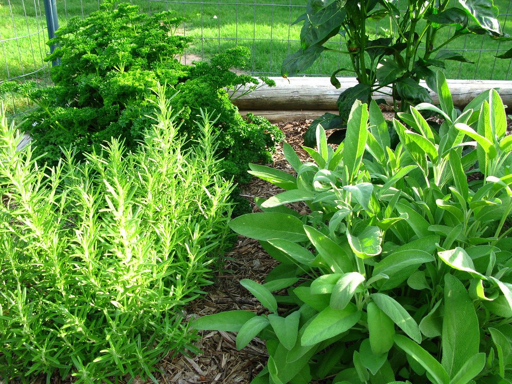 Raised garden bed filled with medicinal herbs growing in a backyard herbal medicine garden