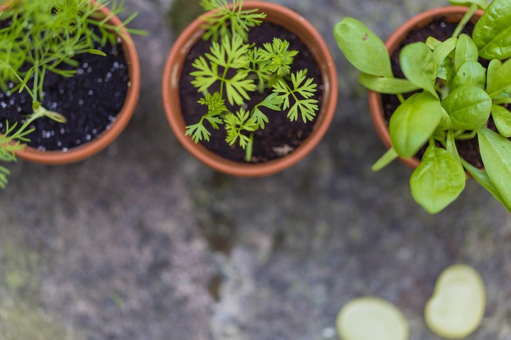 Small container herb garden with various healing herbs growing on a sunny balcony