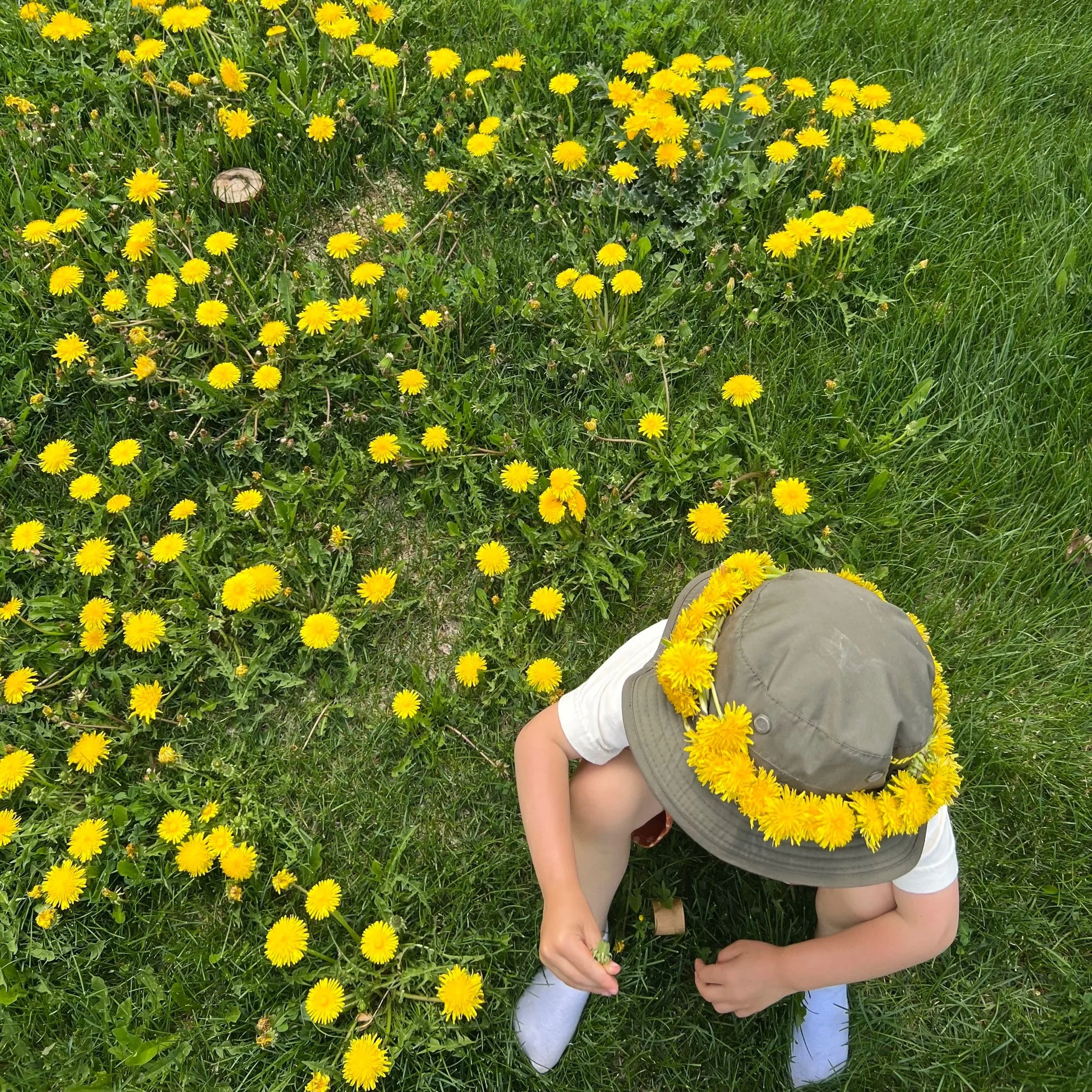 Child wearing a hat and white shirt, crouching in a grassy field with many yellow dandelion flowers.