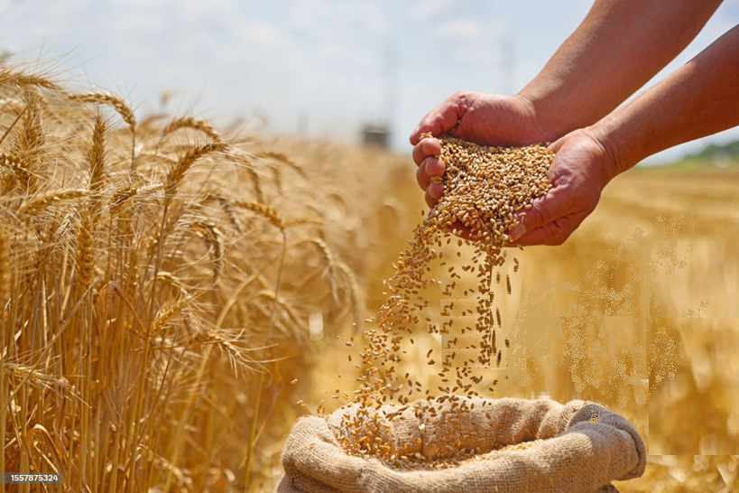 Mano vertiendo semillas de trigo a un saco en campo de trigo maduro.