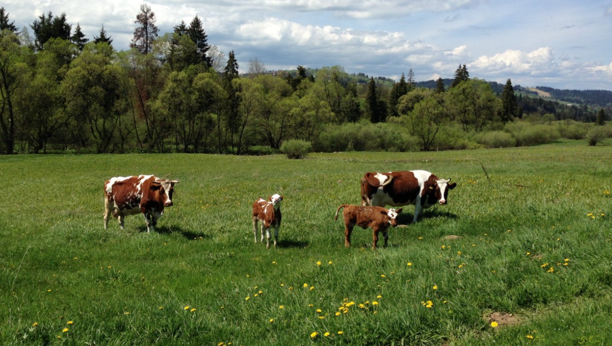 Cuatro vacas y un ternero en un prado verde con árboles y colinas en el fondo, cielo nublado.