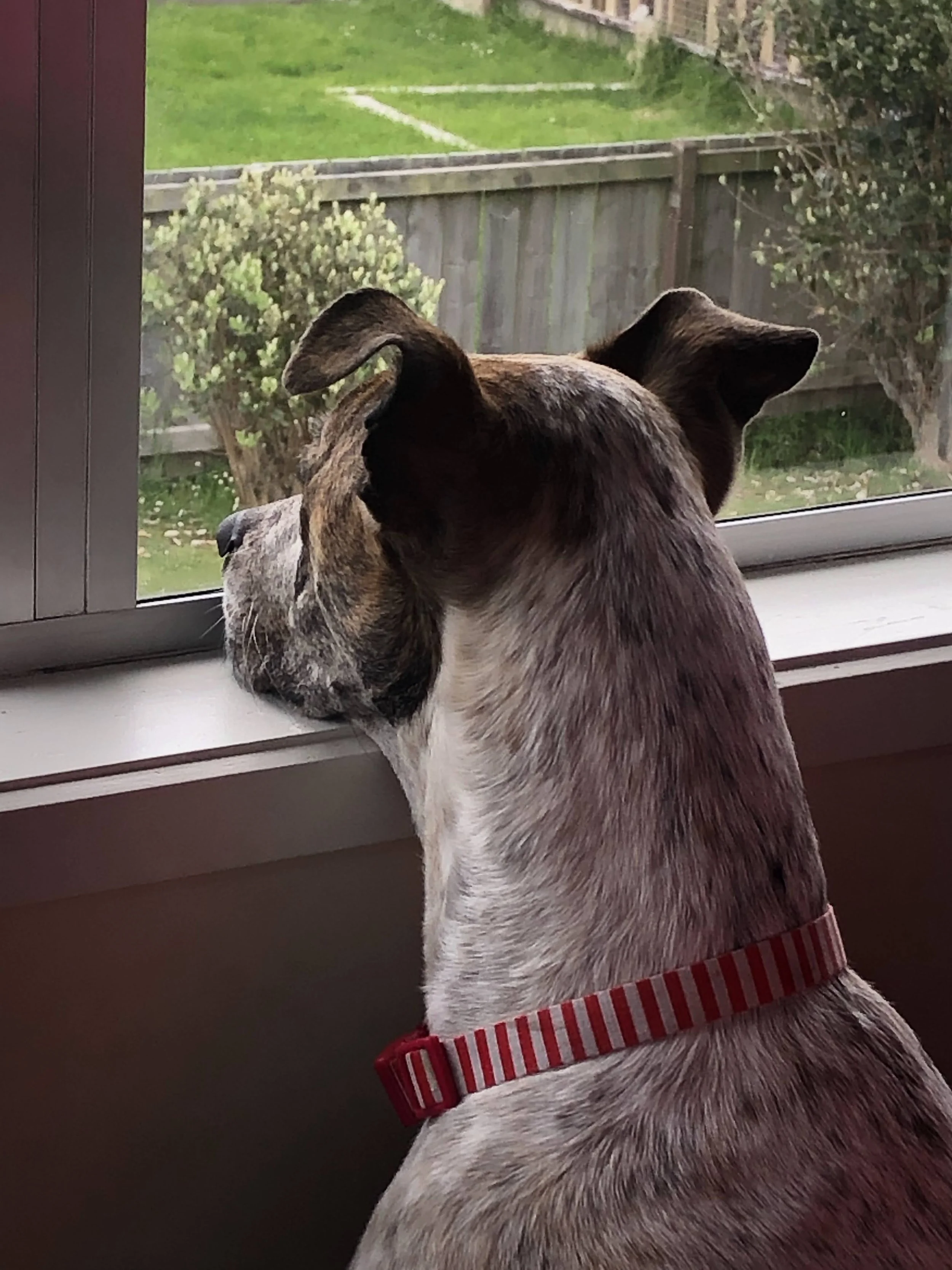 Dog with a brindle coat and red collar looking out of a window onto a grassy backyard with bushes and a wooden fence.
