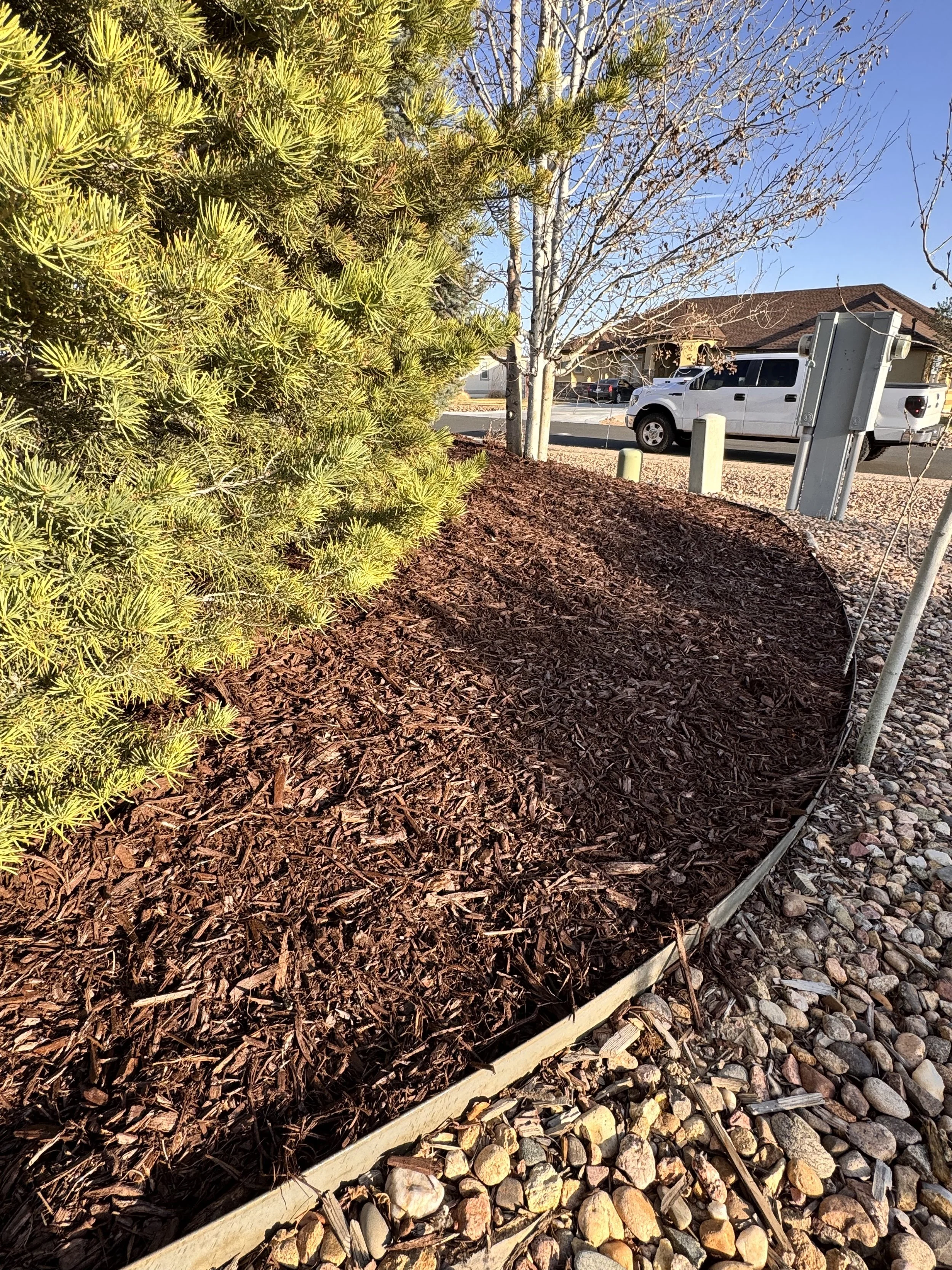 Mulched garden bed with small green pine tree, surrounded by gravel, with leafless trees and parked white van in the background under a blue sky.