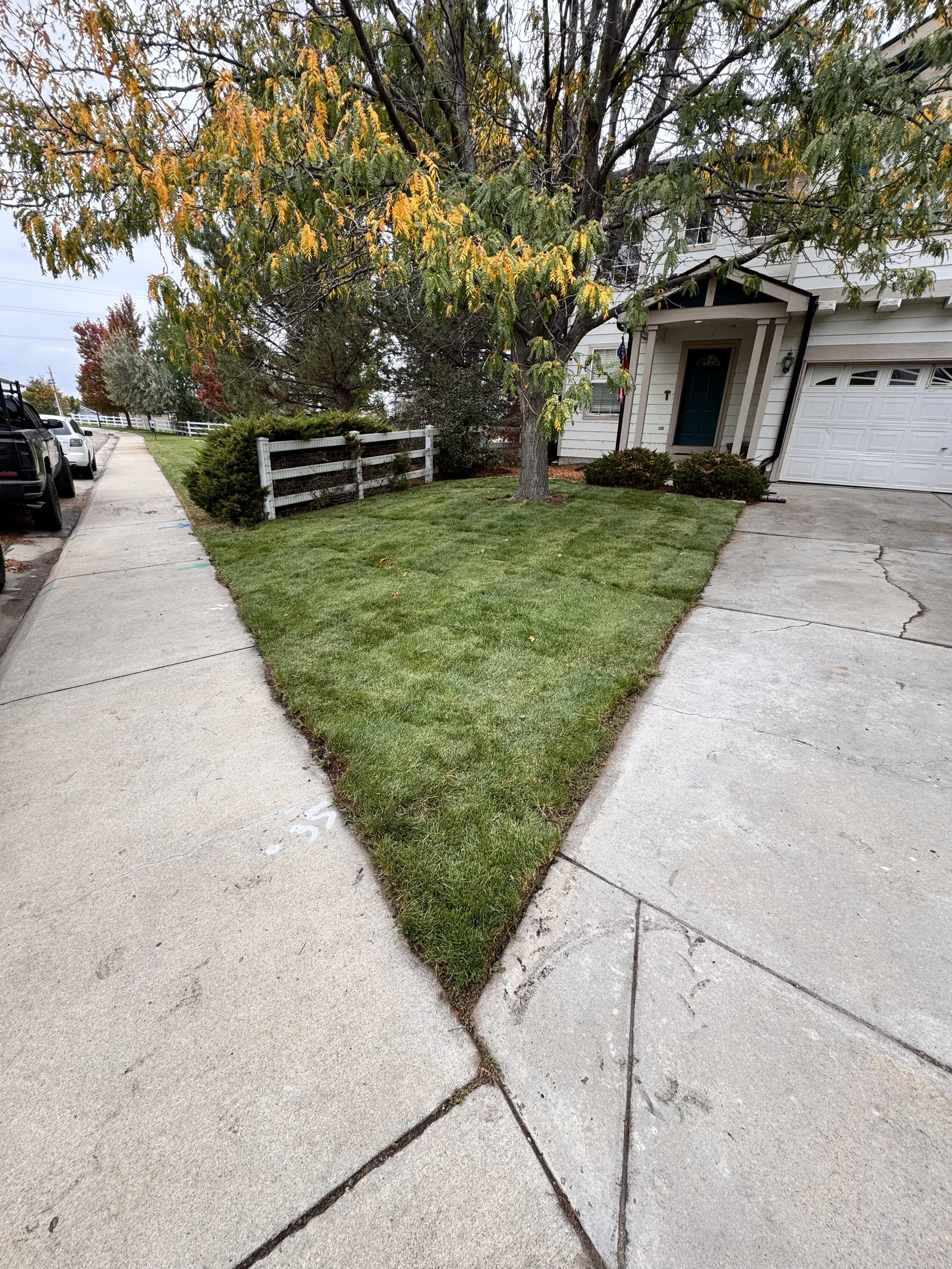 A residential front yard with a large tree with yellowing leaves, a well-manicured lawn, and a white house with a green front door. Sidewalk and driveway are visible.