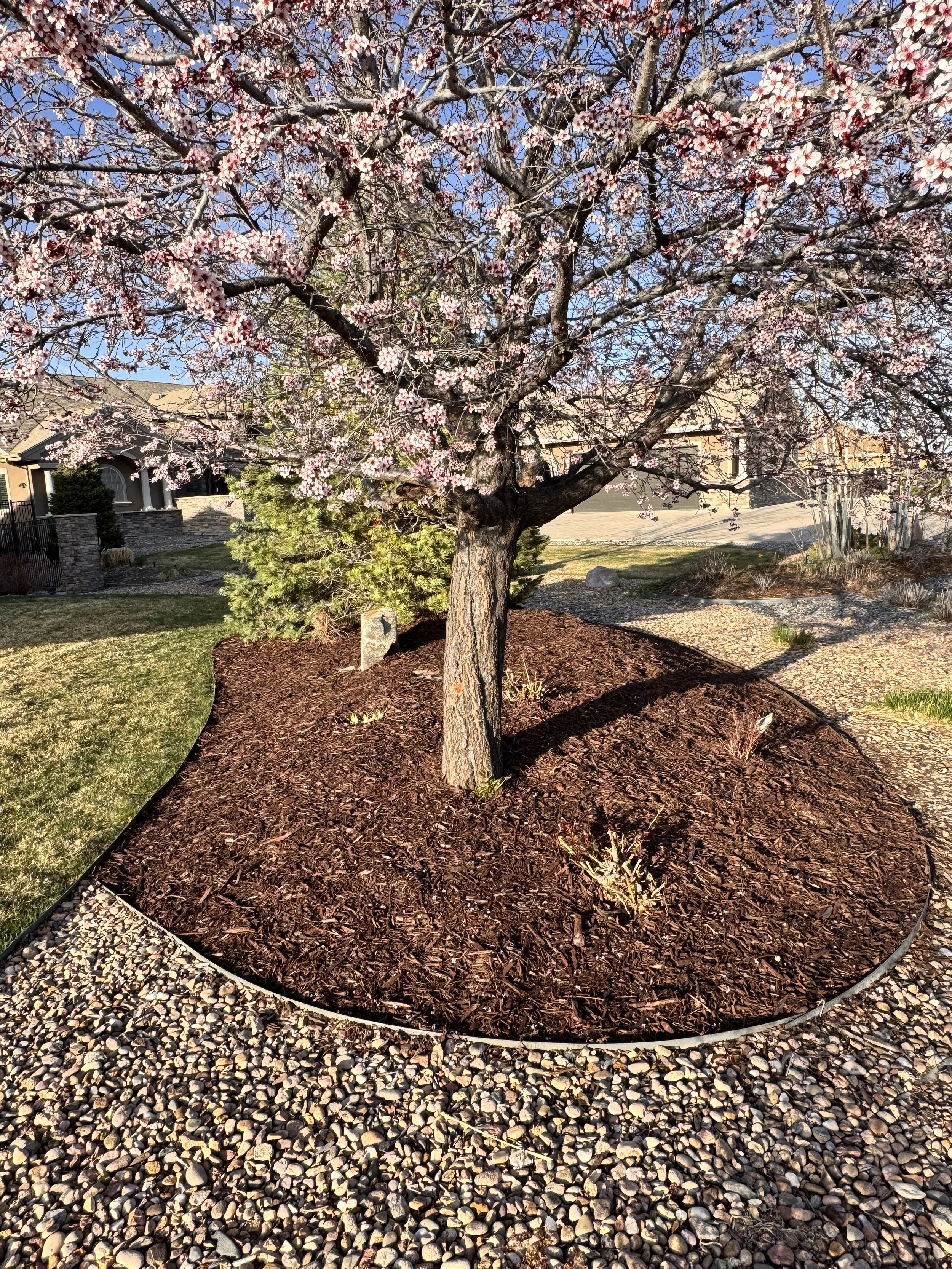 A flowering tree with pink blossoms in a landscaped yard, surrounded by mulch and gravel, with neighboring houses in the background.