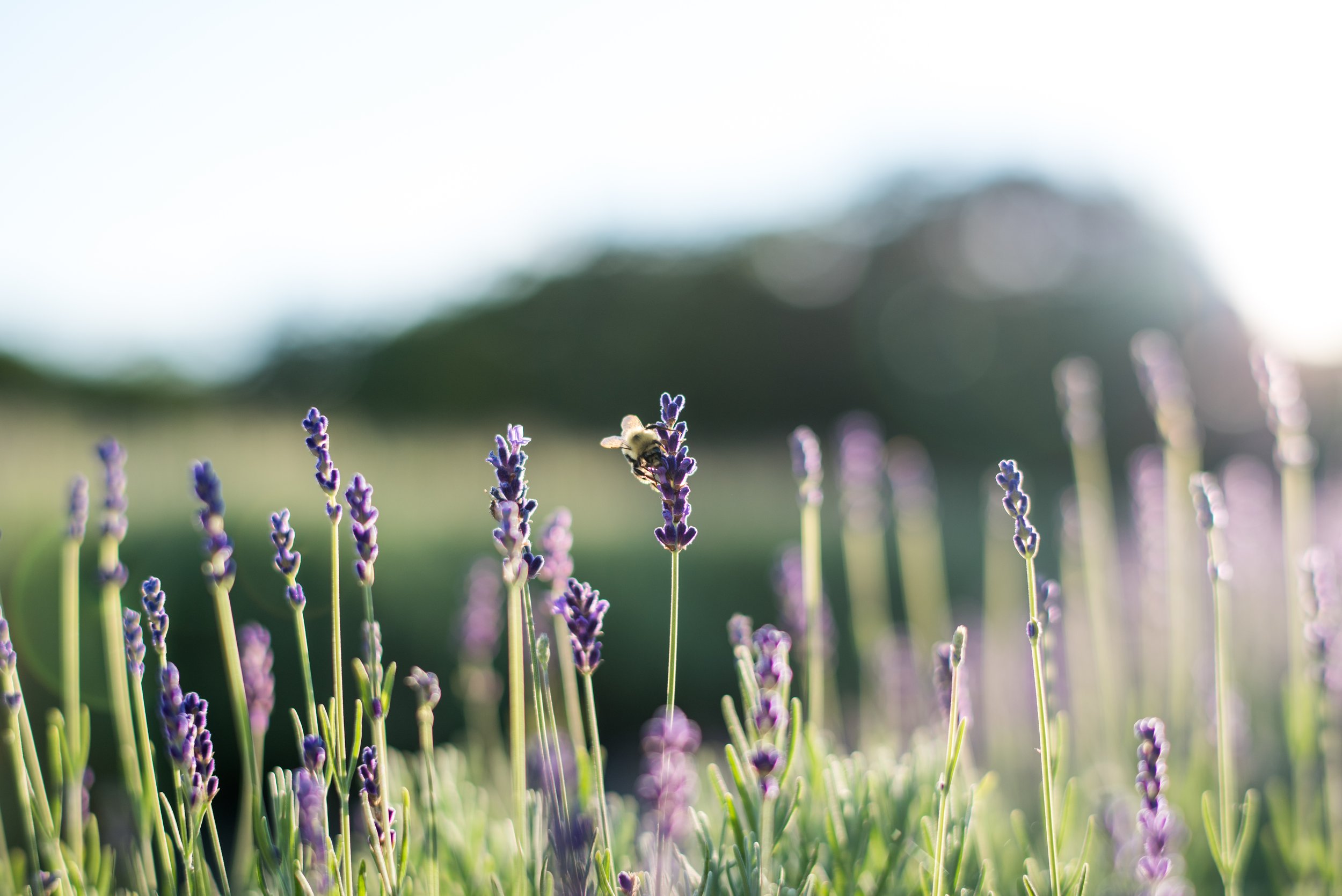 DCL Lavender 2017-8.jpg