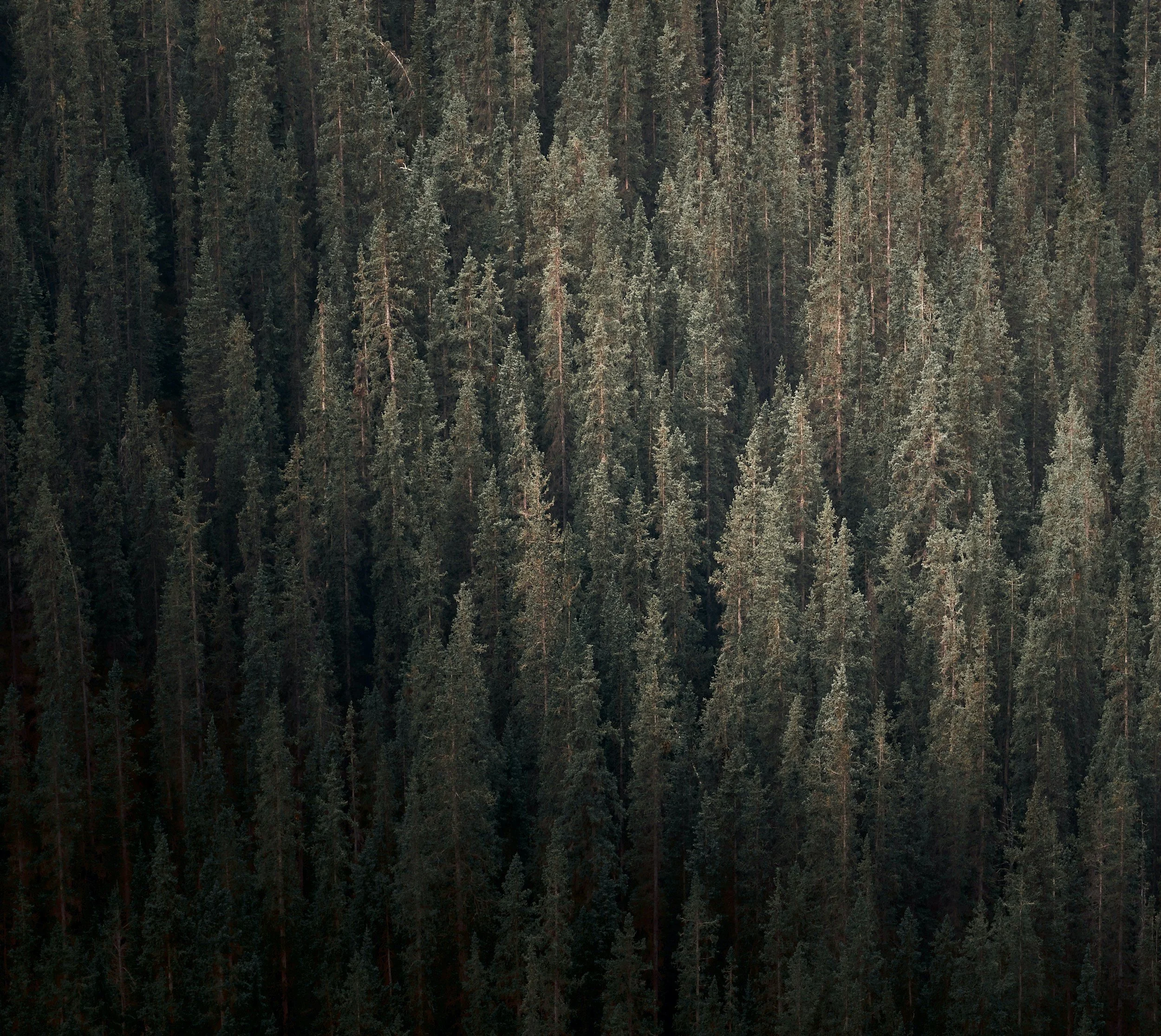 A dense forest of tall evergreen trees with some sunlight filtering through.