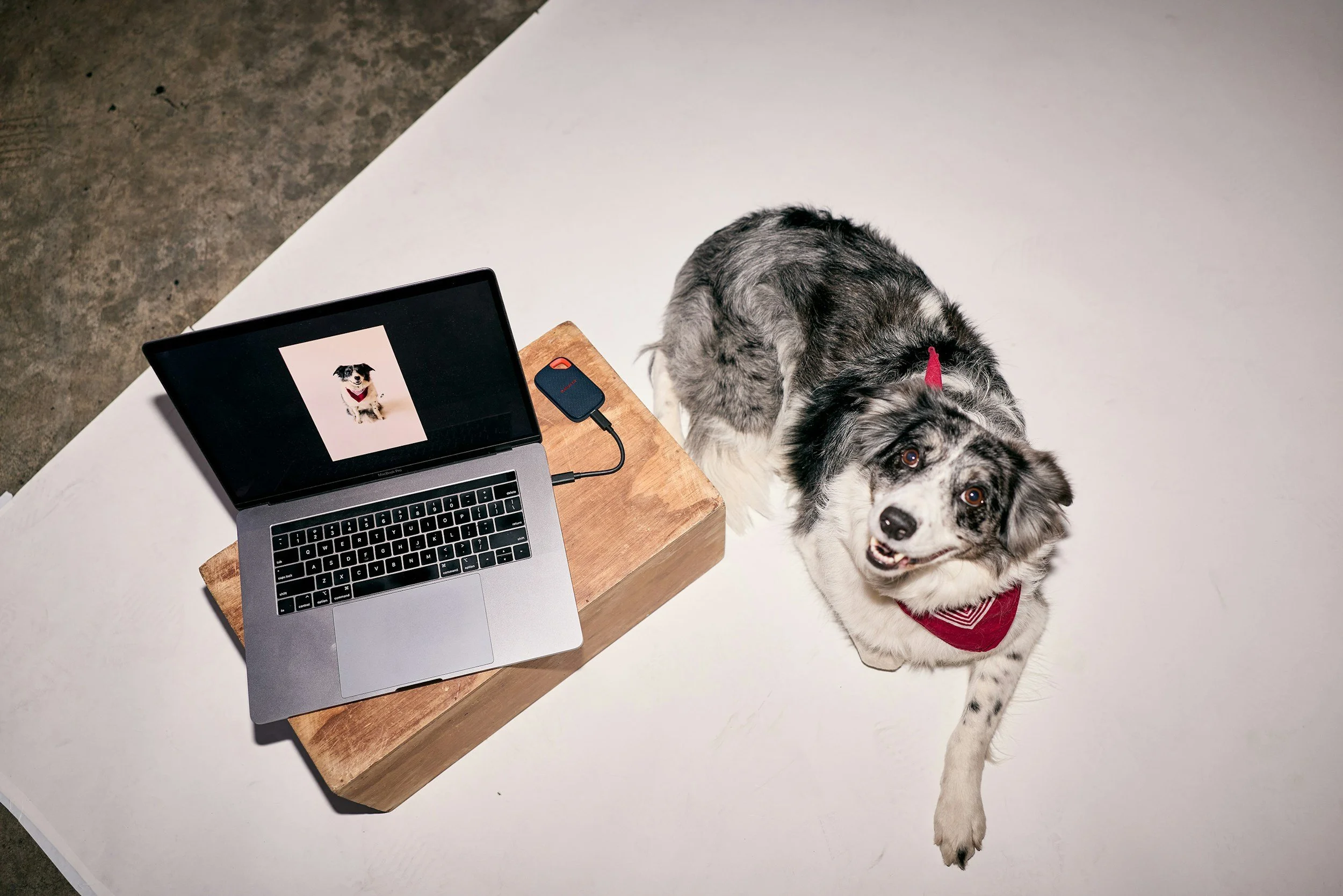 A black-and-white Australian Shepherd dog with a red bandana lying next to a silver laptop on a wooden block on a white table, with the laptop displaying a photo of the dog.
