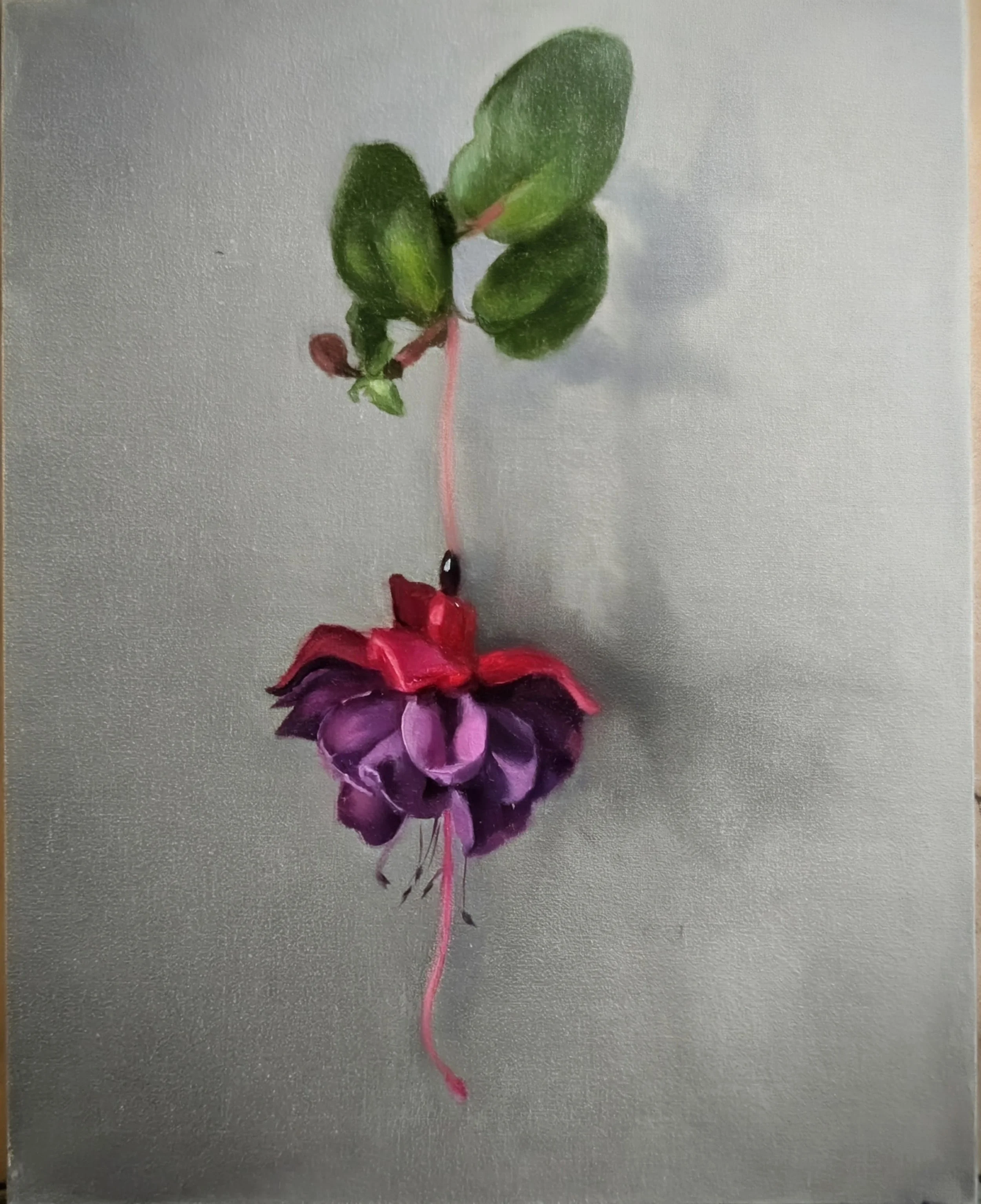 Single Fuchsia - 8x10 - Oil on Panel