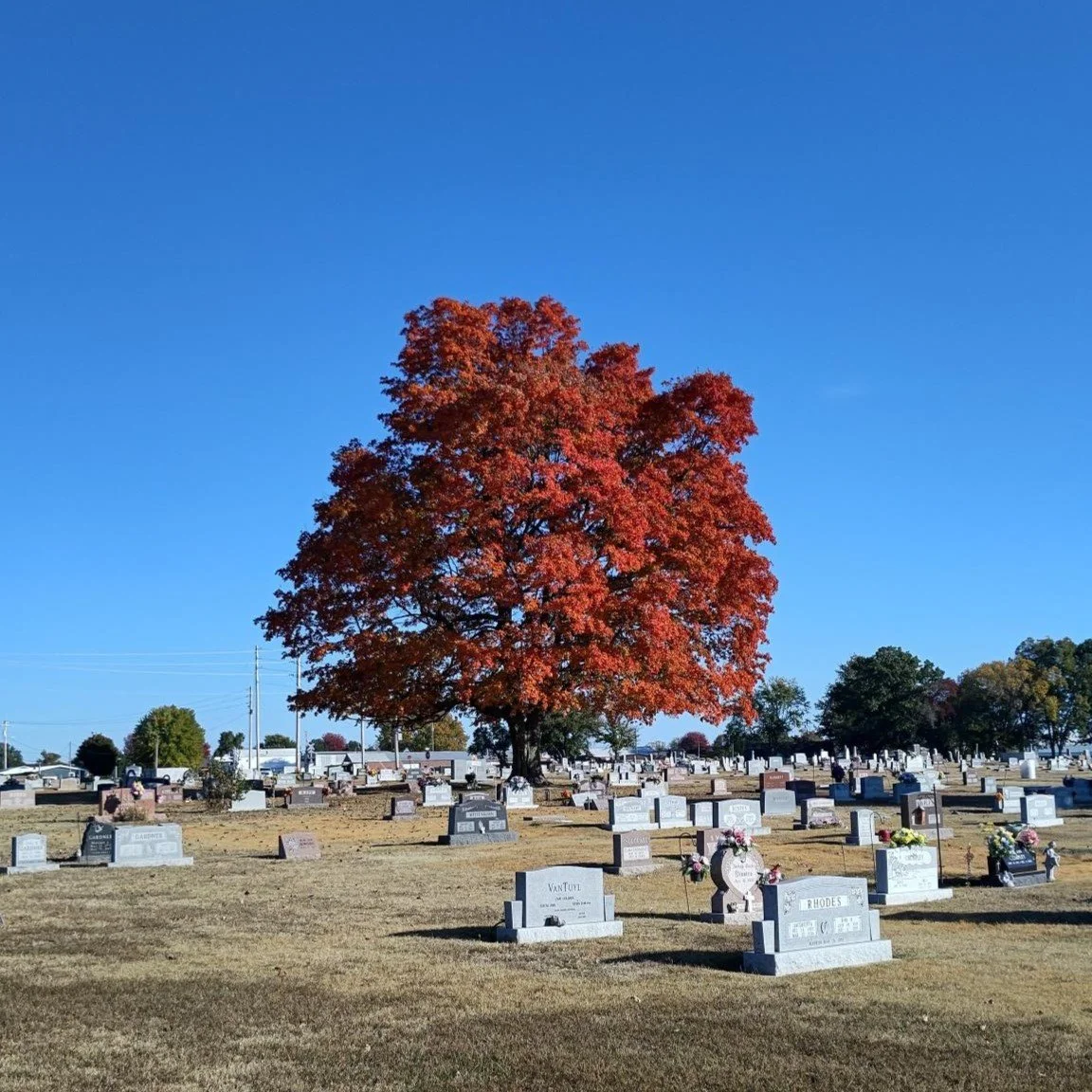 A large tree with red and orange autumn leaves standing in the center of a graveyard with many headstones, under a clear blue sky.