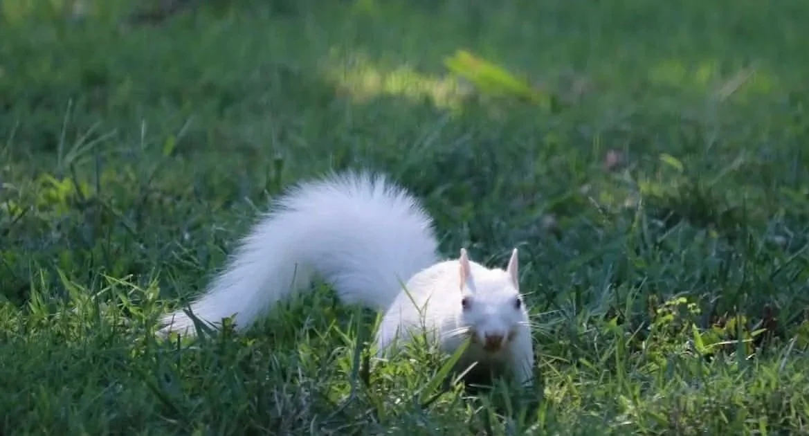 White squirrel standing on grass in a park.