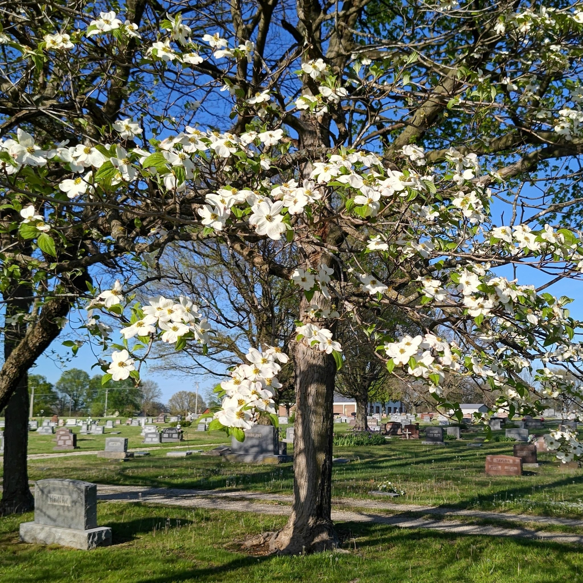 A flowering tree with white blossoms in a cemetery with gravestones and a blue sky.
