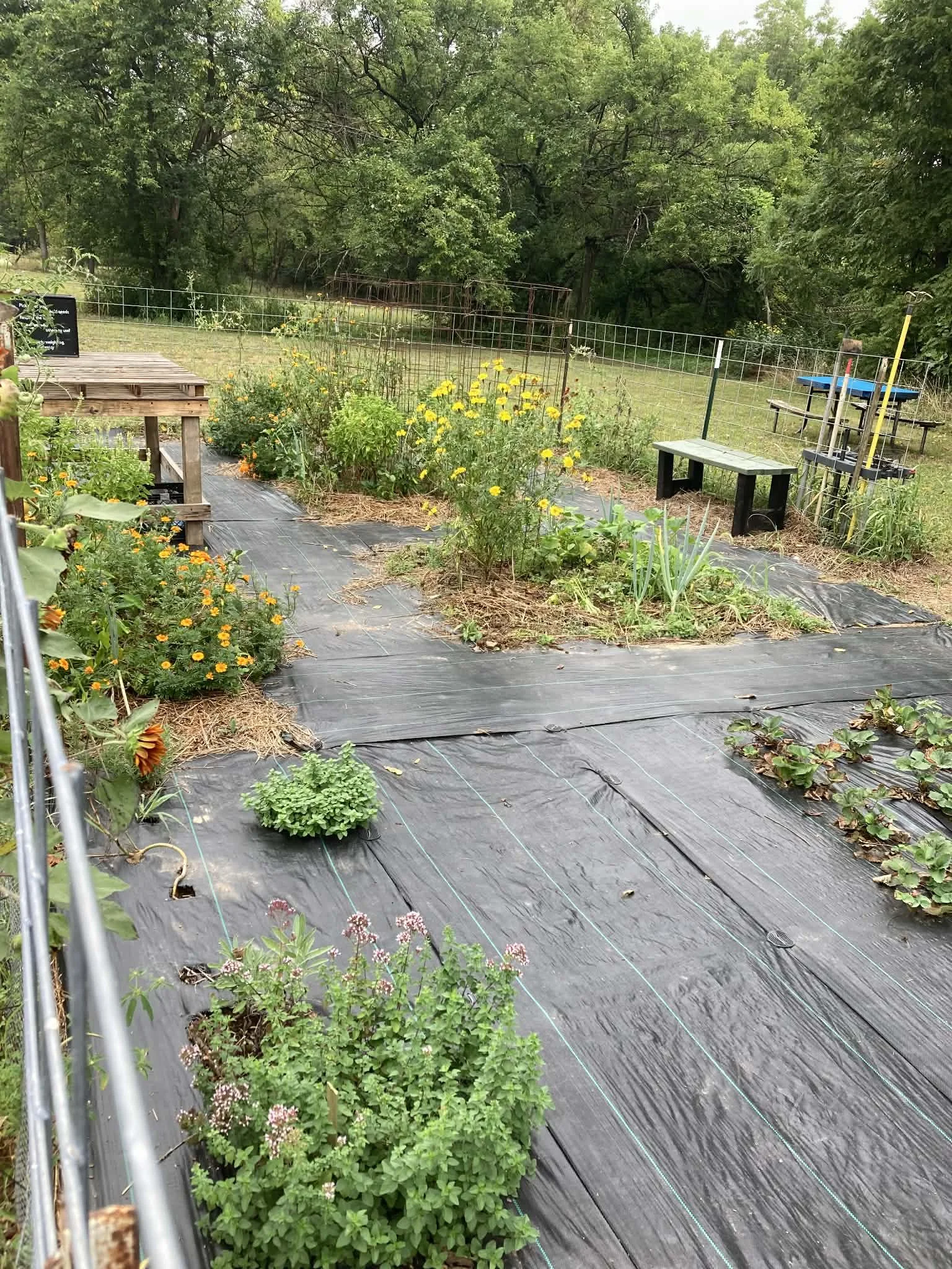 A garden with black plastic mulch covering the soil, bordered by flowering plants and trees, with a wooden pallet, a small black bench, and a fenced grassy area in the background.