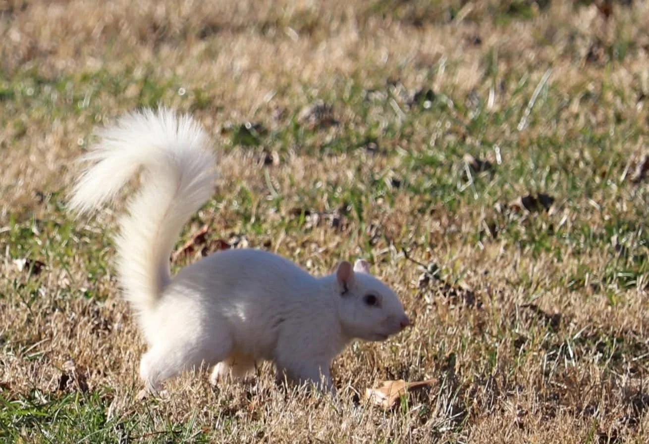 A white squirrel standing on brown and green grass in an outdoor setting.