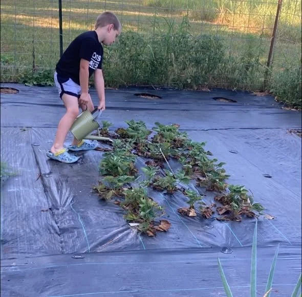 A young boy watering strawberry plants growing on black plastic mulch in a garden.