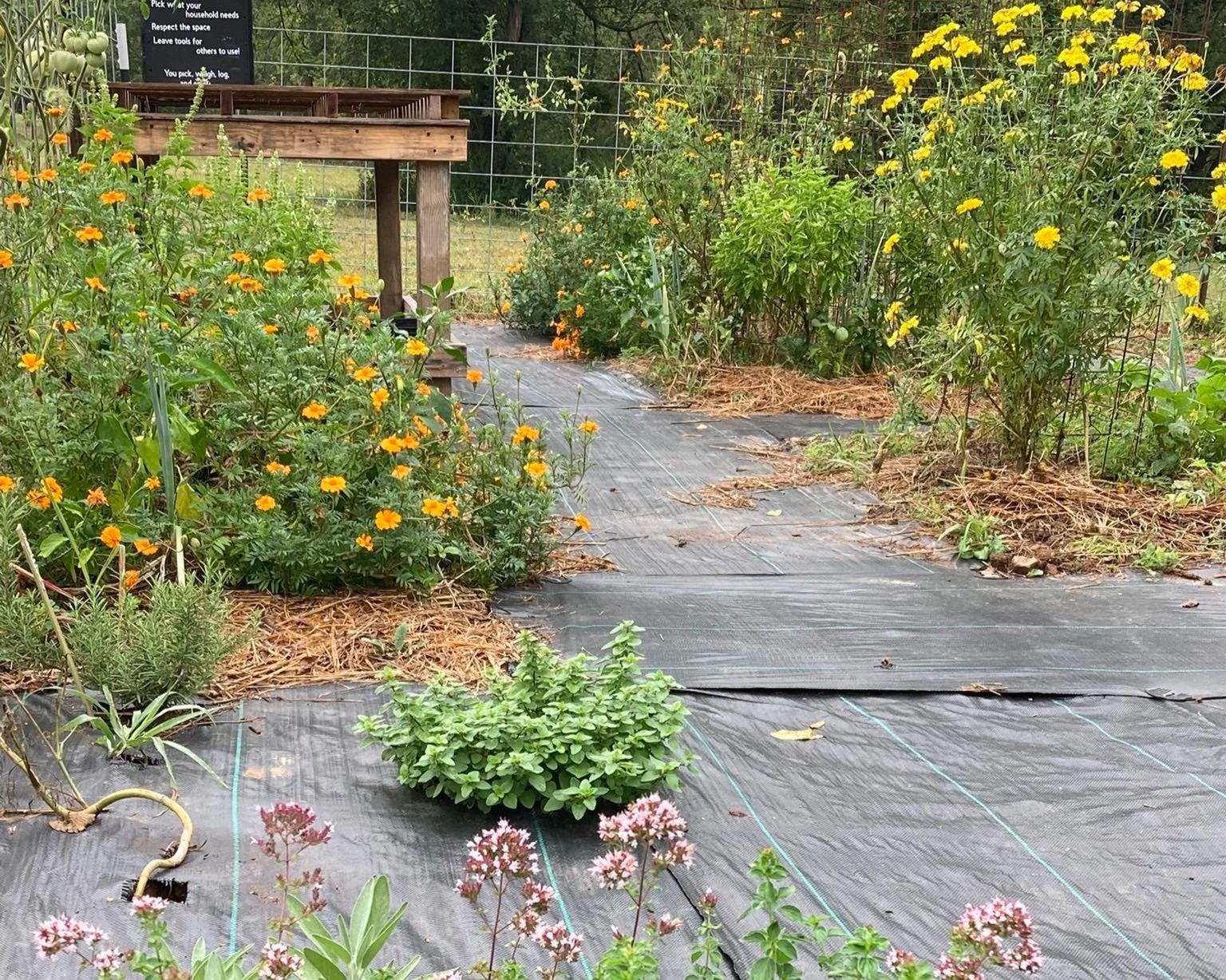 A garden with a black plastic ground cover, vibrant orange and yellow flowers, and green leafy plants, enclosed by a wire fence with a sign in the background.