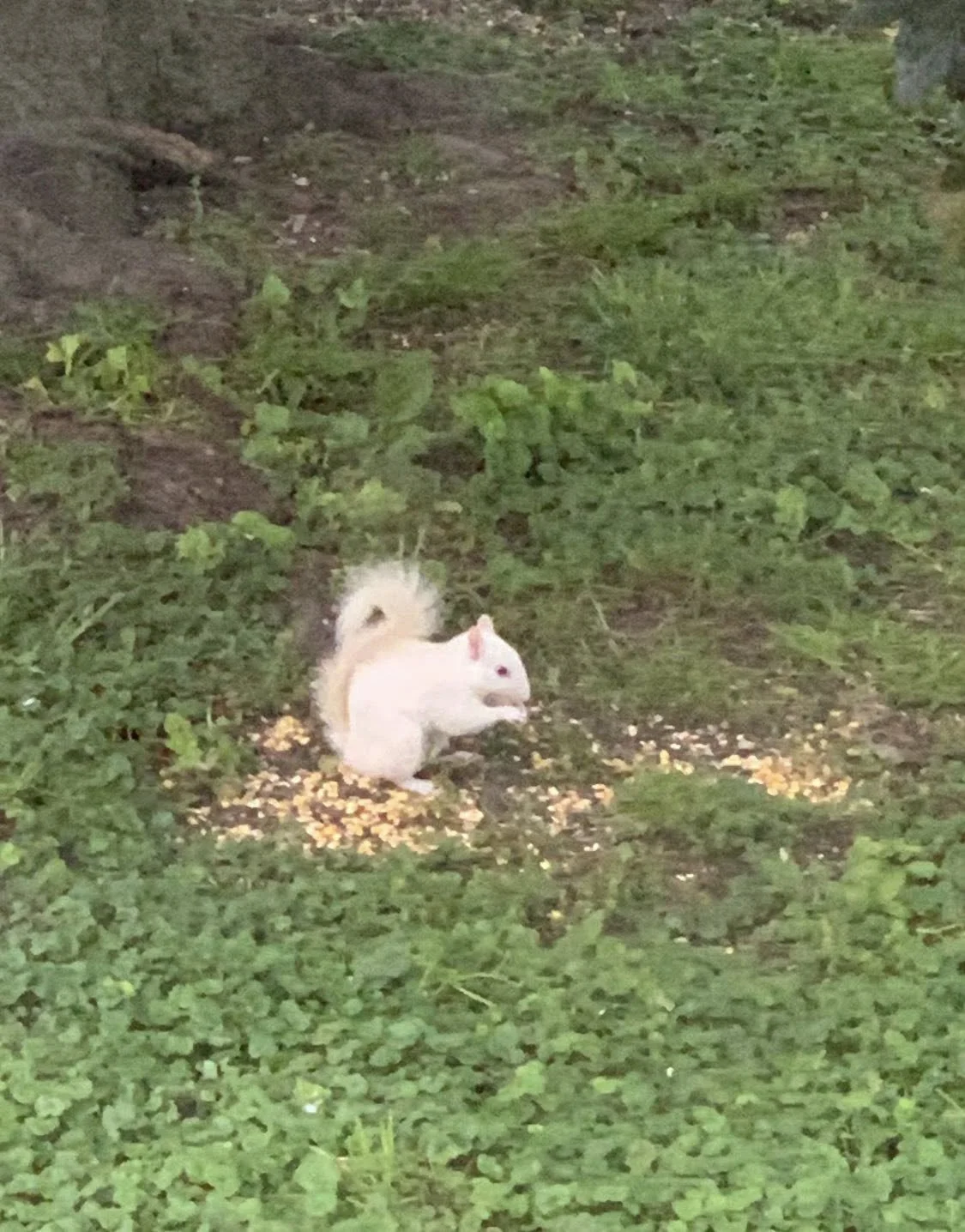 A squirrel and a rabbit sharing scattered corn on the ground in a grassy area.