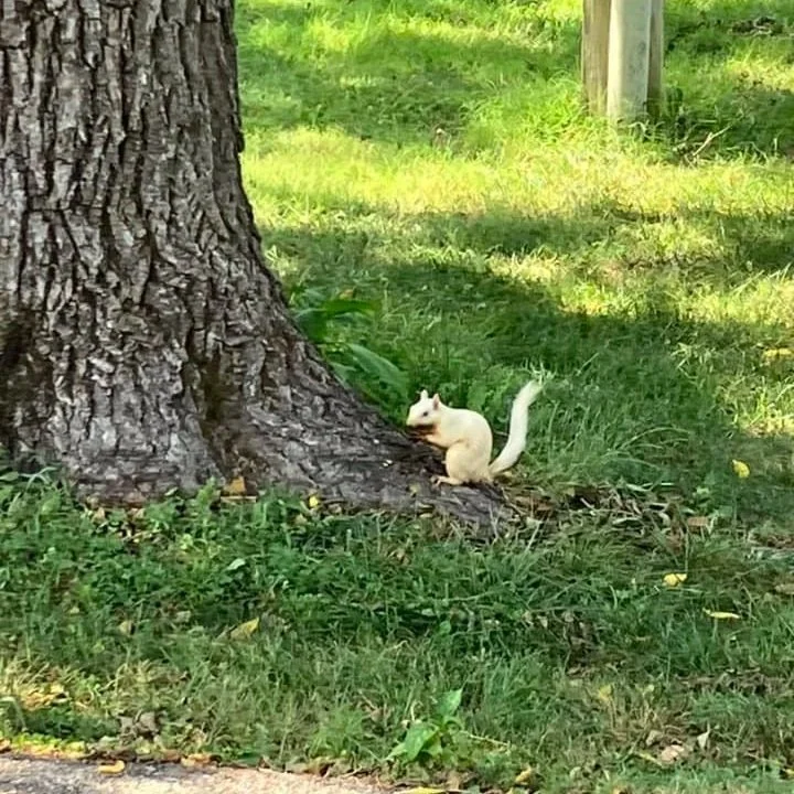 A white squirrel sitting at the base of a large tree in a grassy area.