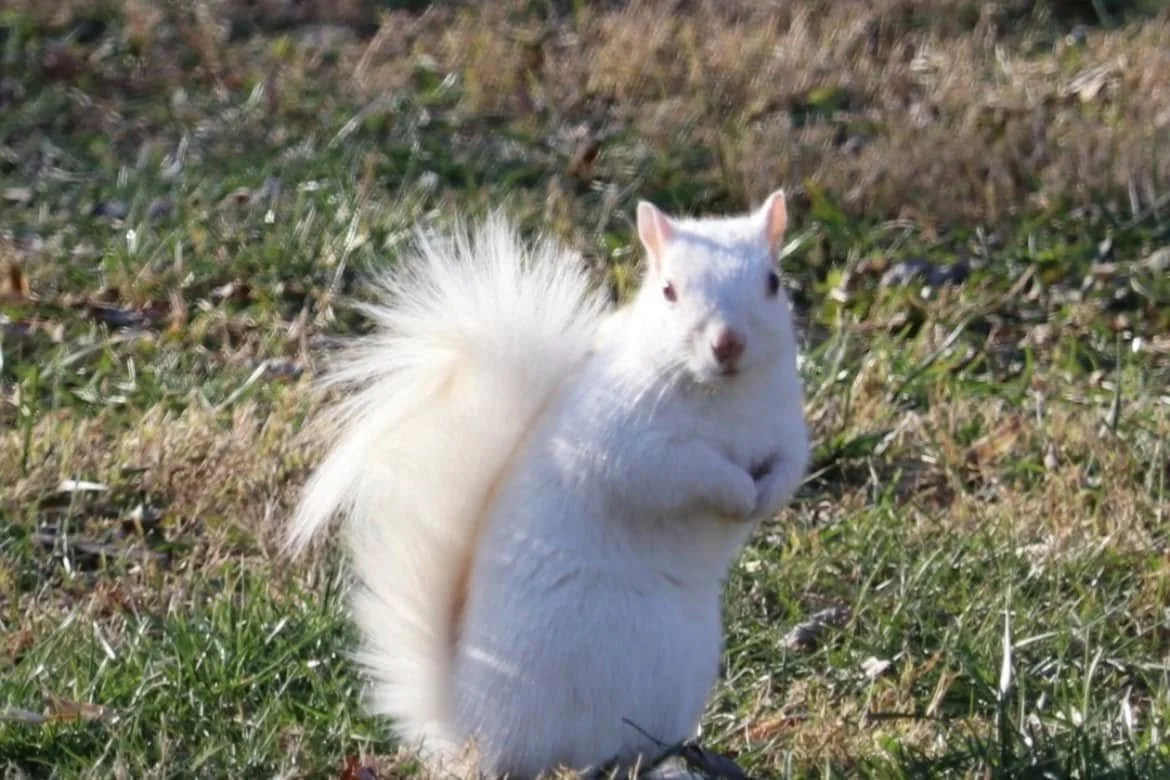 A white squirrel standing on a grassy field, facing the camera with its front paws together.