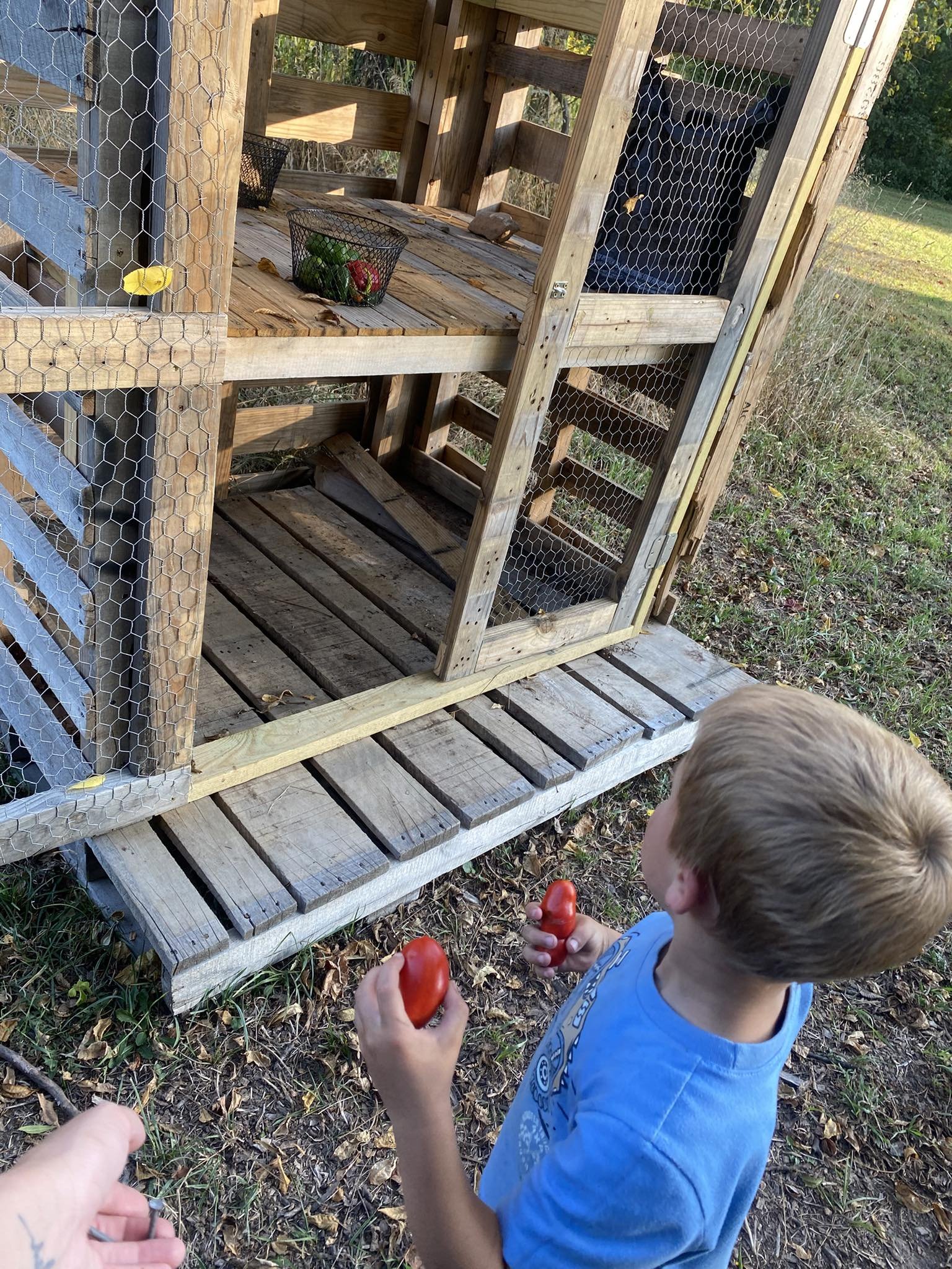 A young boy holding red tomatoes in his hands, standing outdoors near a chicken coop made of wood and wire mesh, with grass and trees in the background.